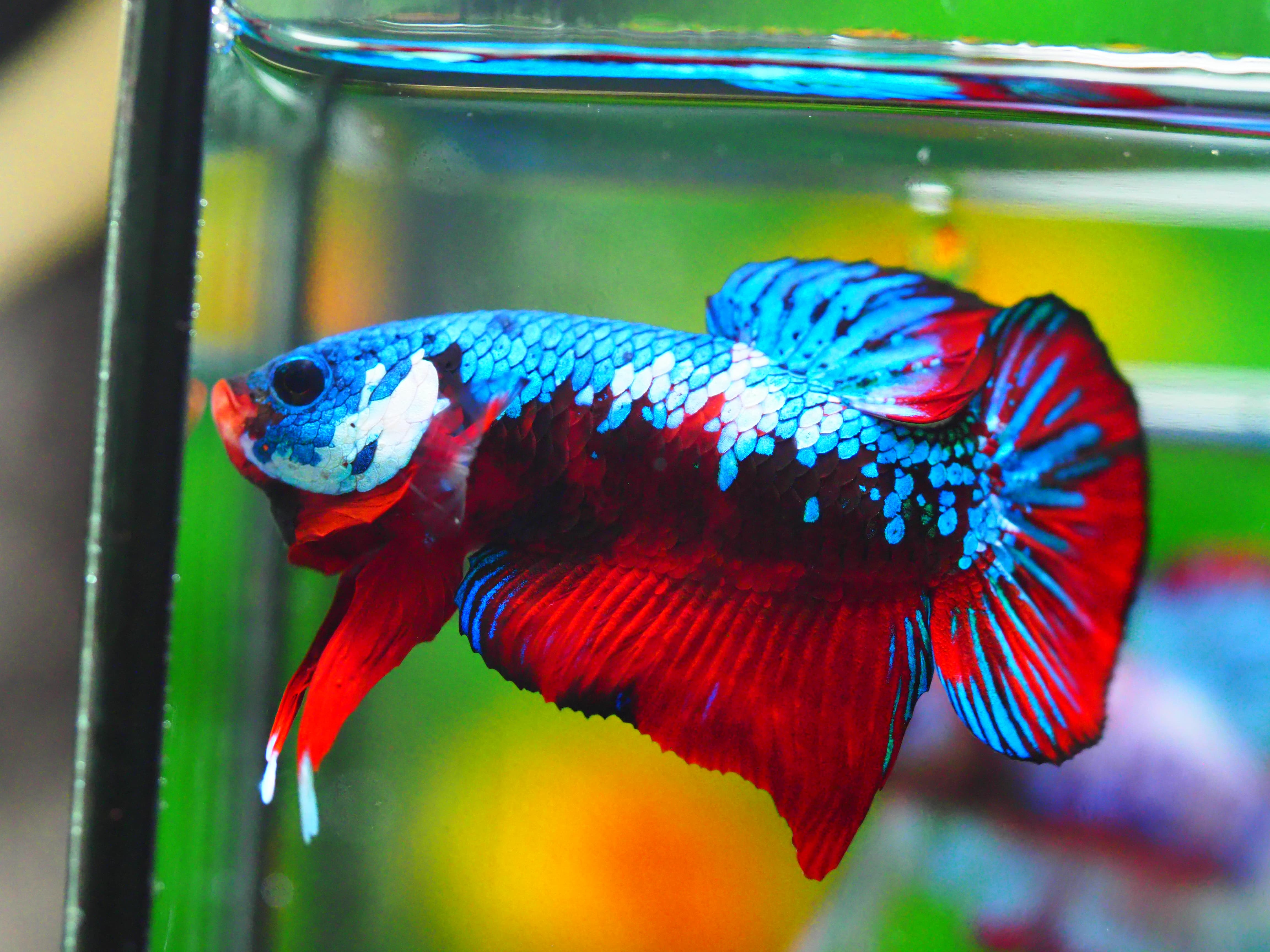 HMPK KOI GALAXY MALE GRADE A +++