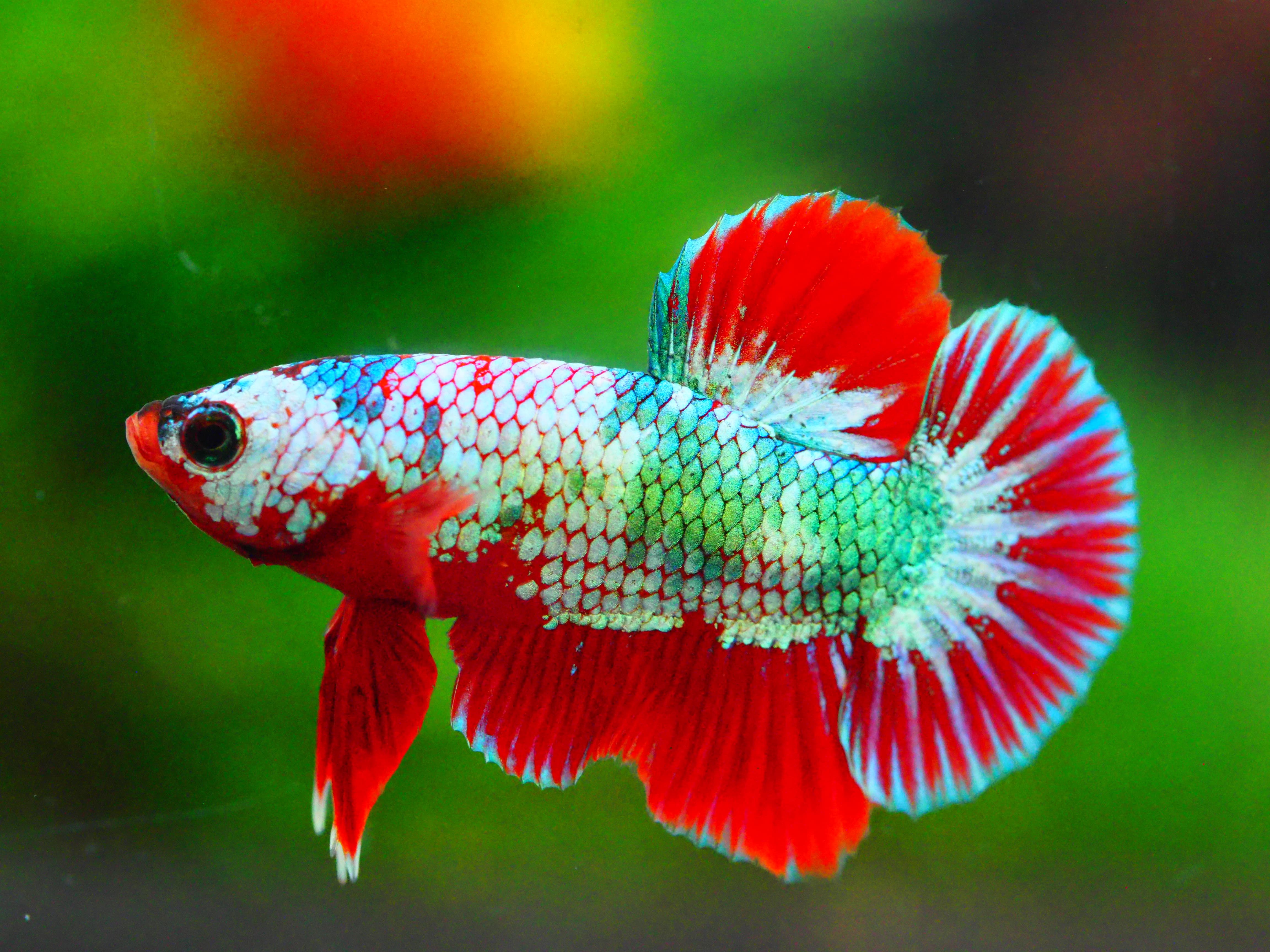 HMPK FANCY MALE GRADE A +++