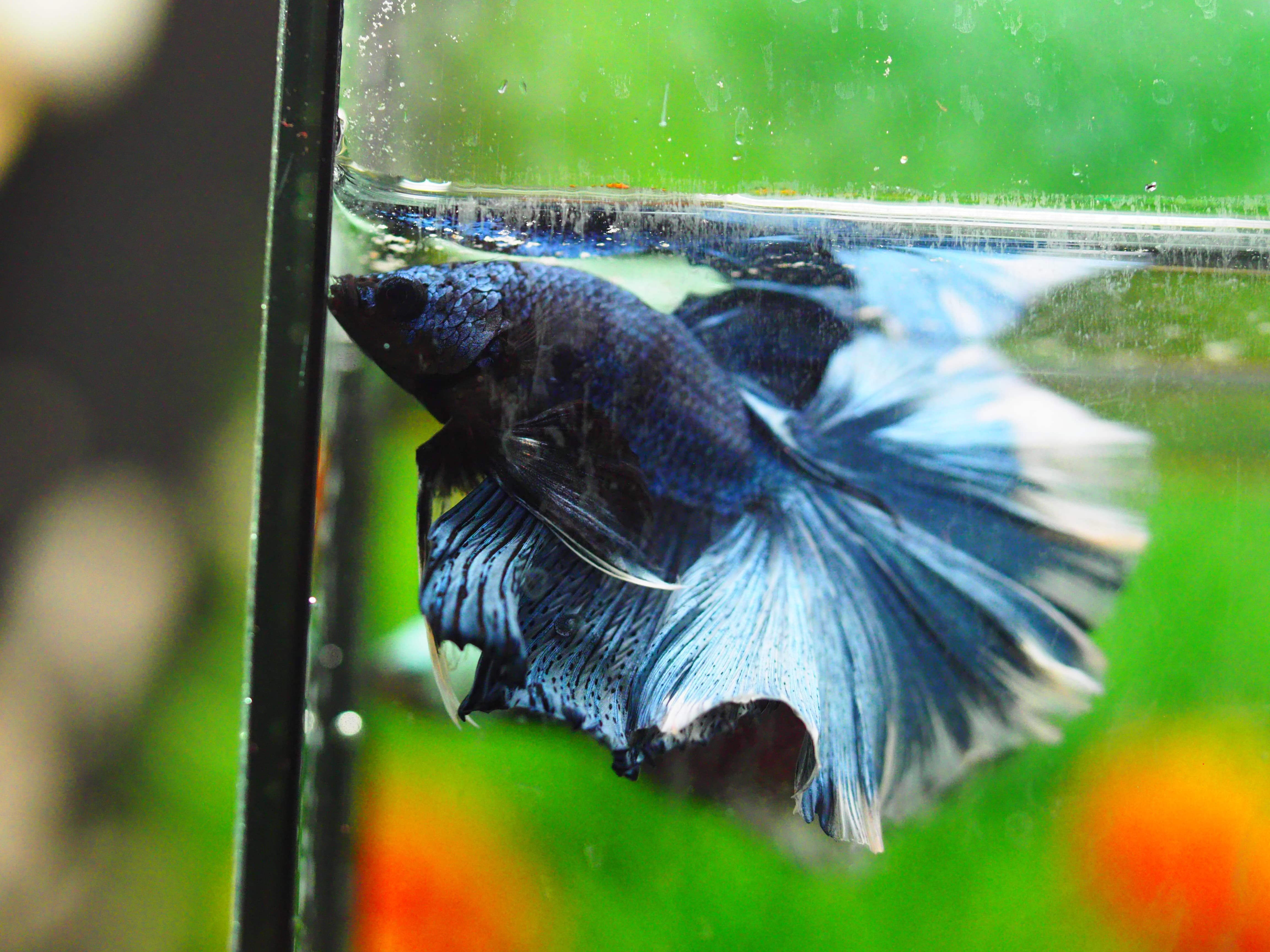 HM FANCY MALE GRADE A +++