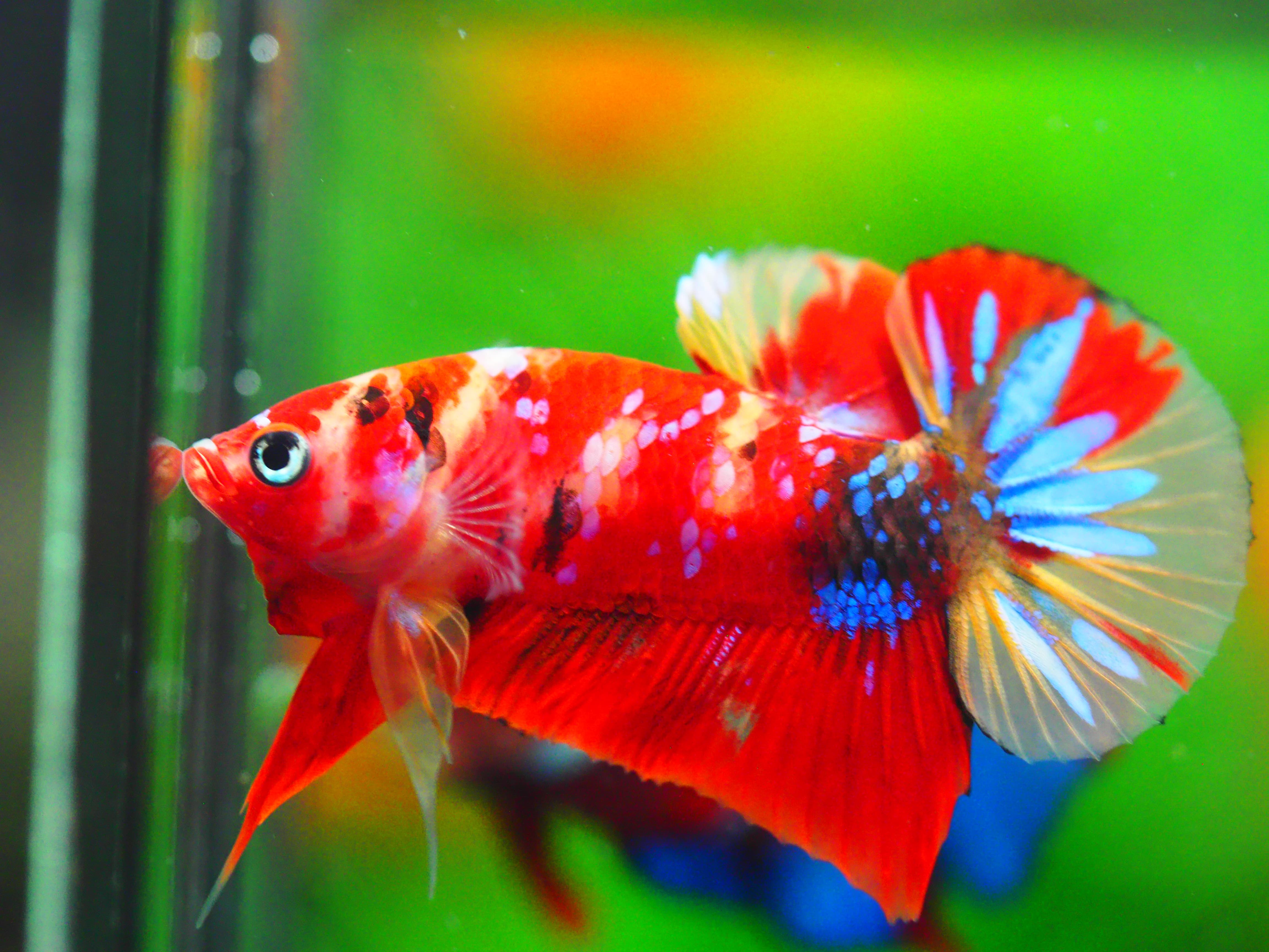 HMPK NEMO GALAXY MALE GRADE A +++