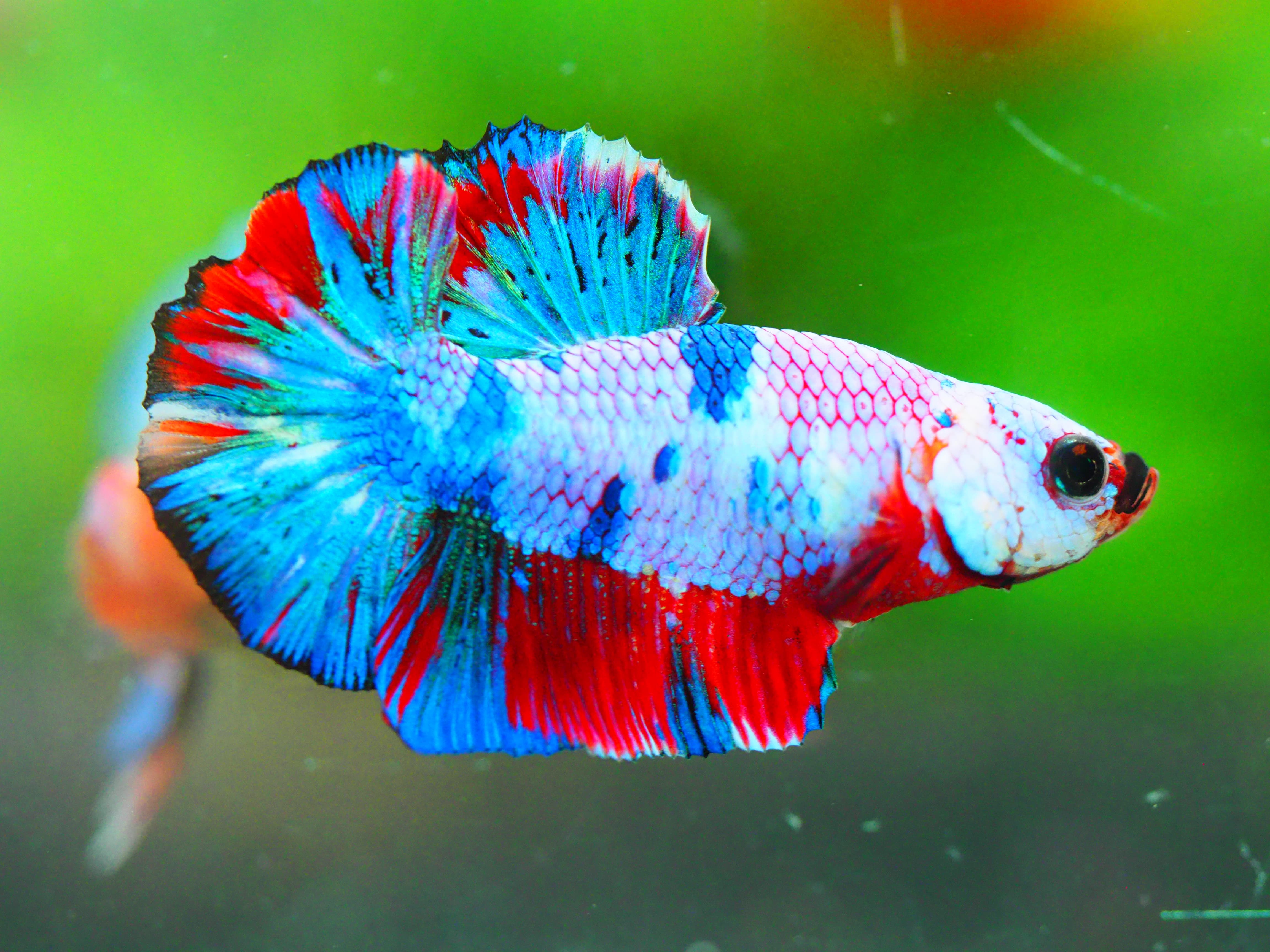 HMPK NEMO GALAXY MALE ไม่มีตะเกียบ