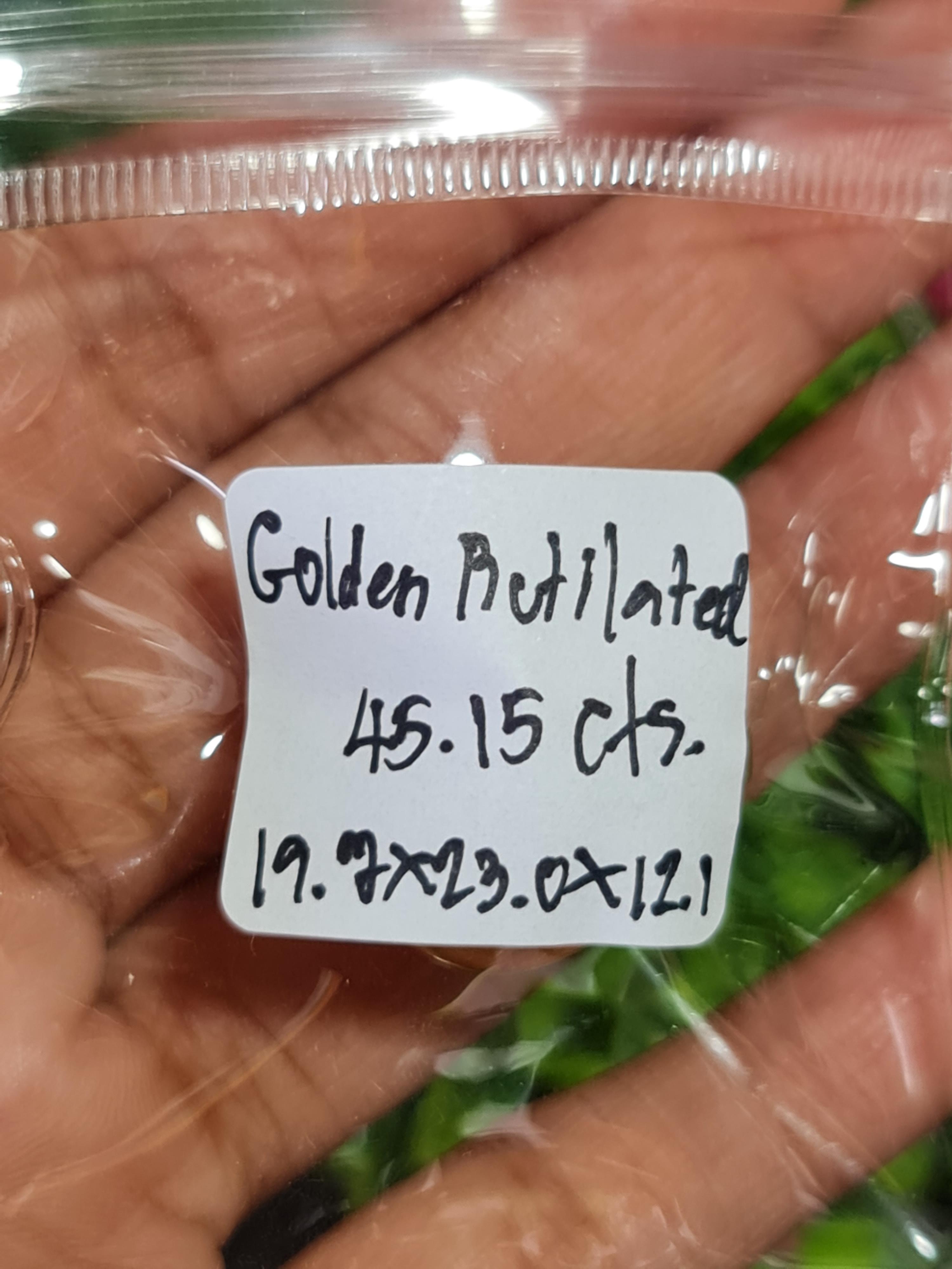 ไหมทอง ควอตซ์ Golden Rutilated Quartz 45.15 กะรัต Cts.พลอยแท้ อัญมณีมงคลประจําวันเกิด เครื่องประดับพลอย