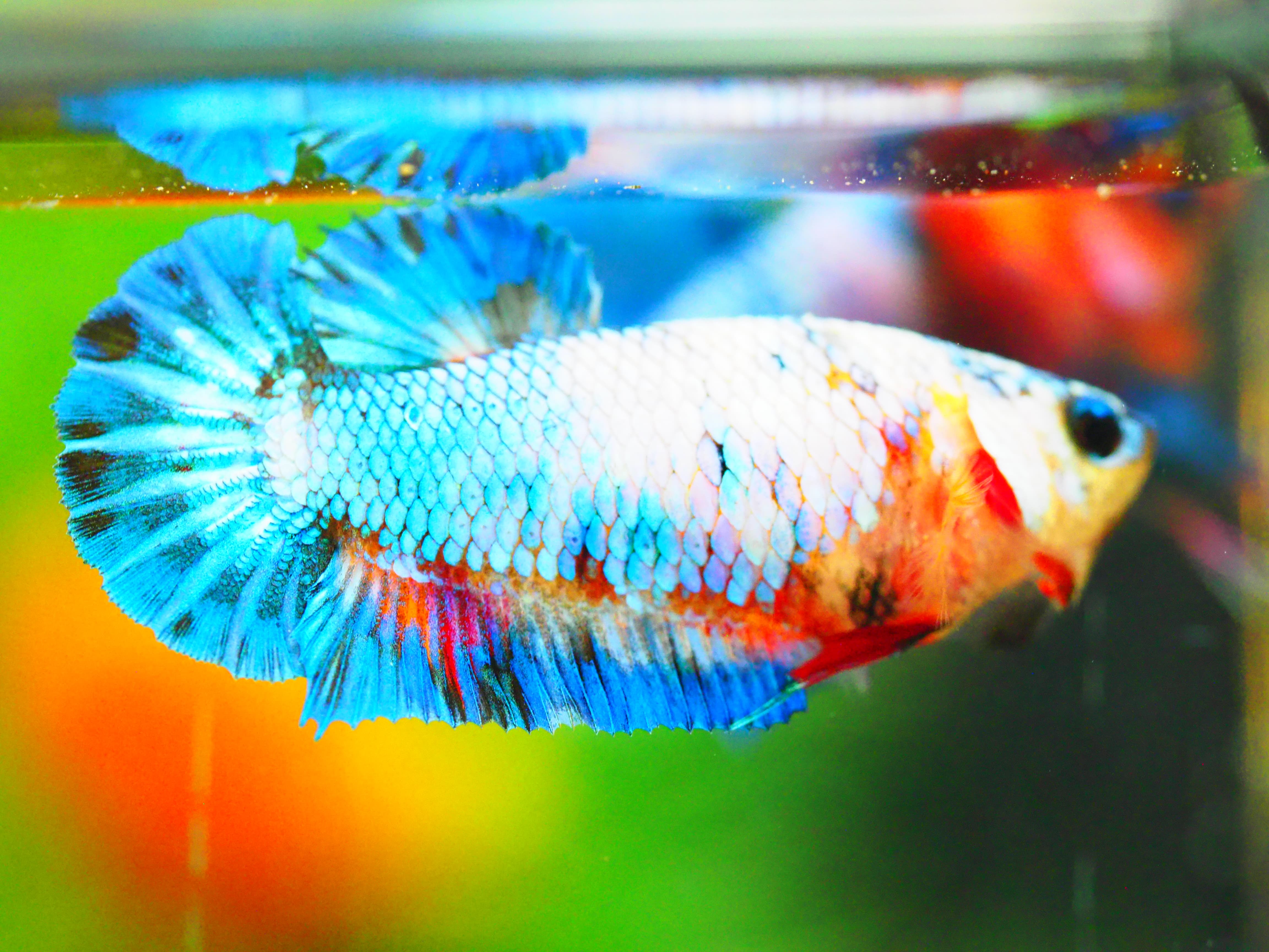 HMPK FANCY MALE GRADE A +++