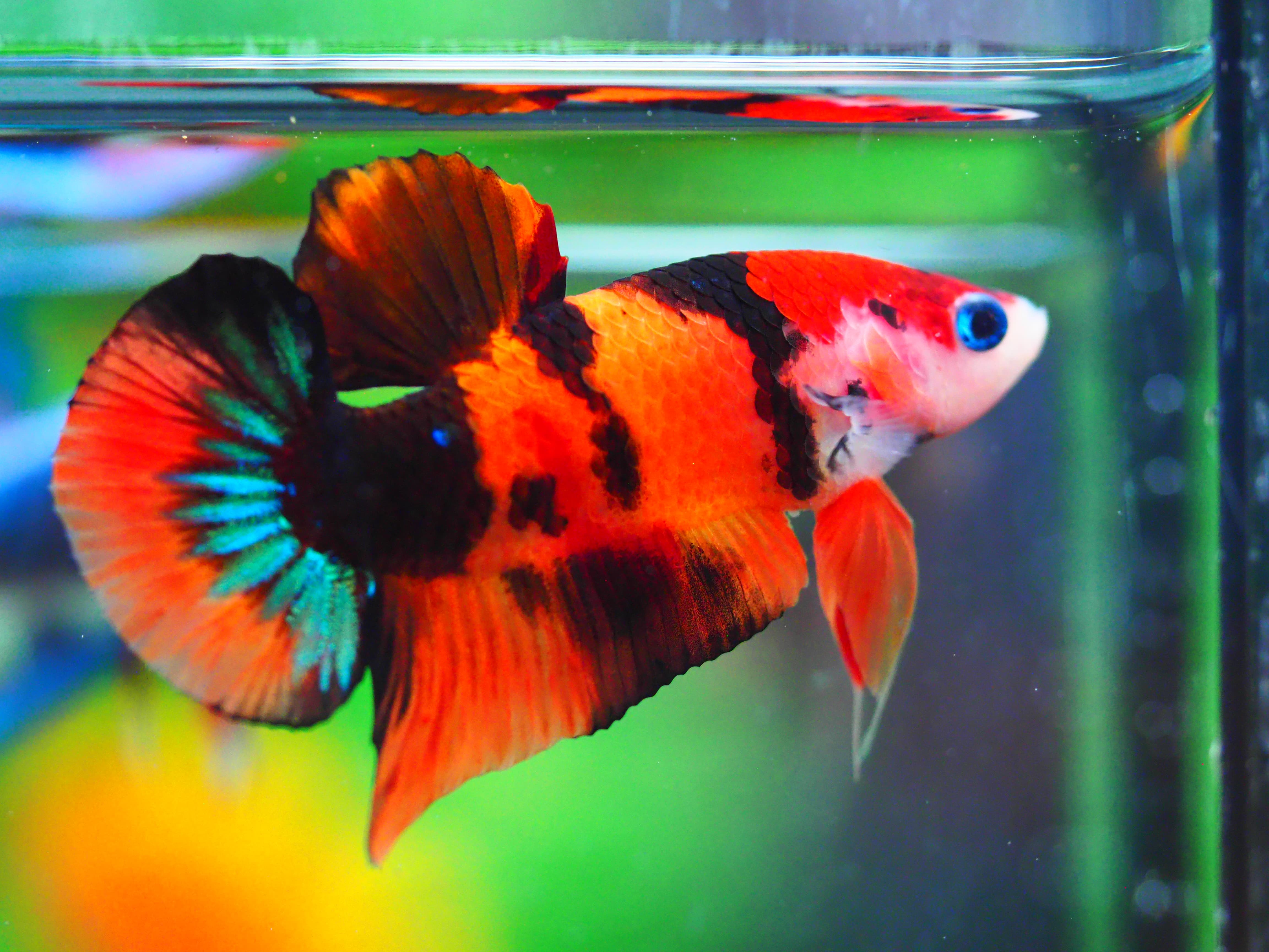 HMPK NEMO GALAXY MALE GRADE A +++