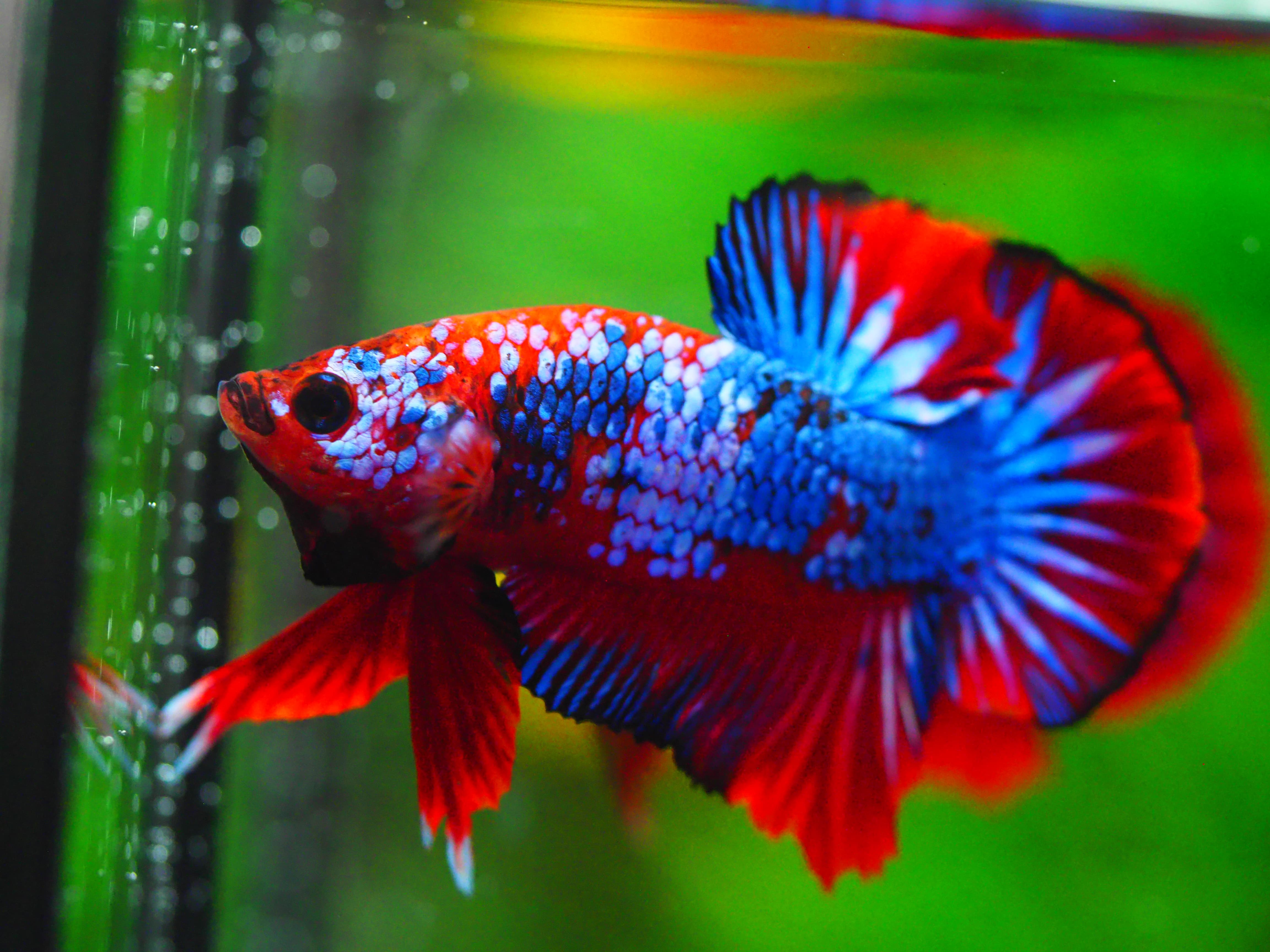 HMPK FANCY MALE GRADE A +++