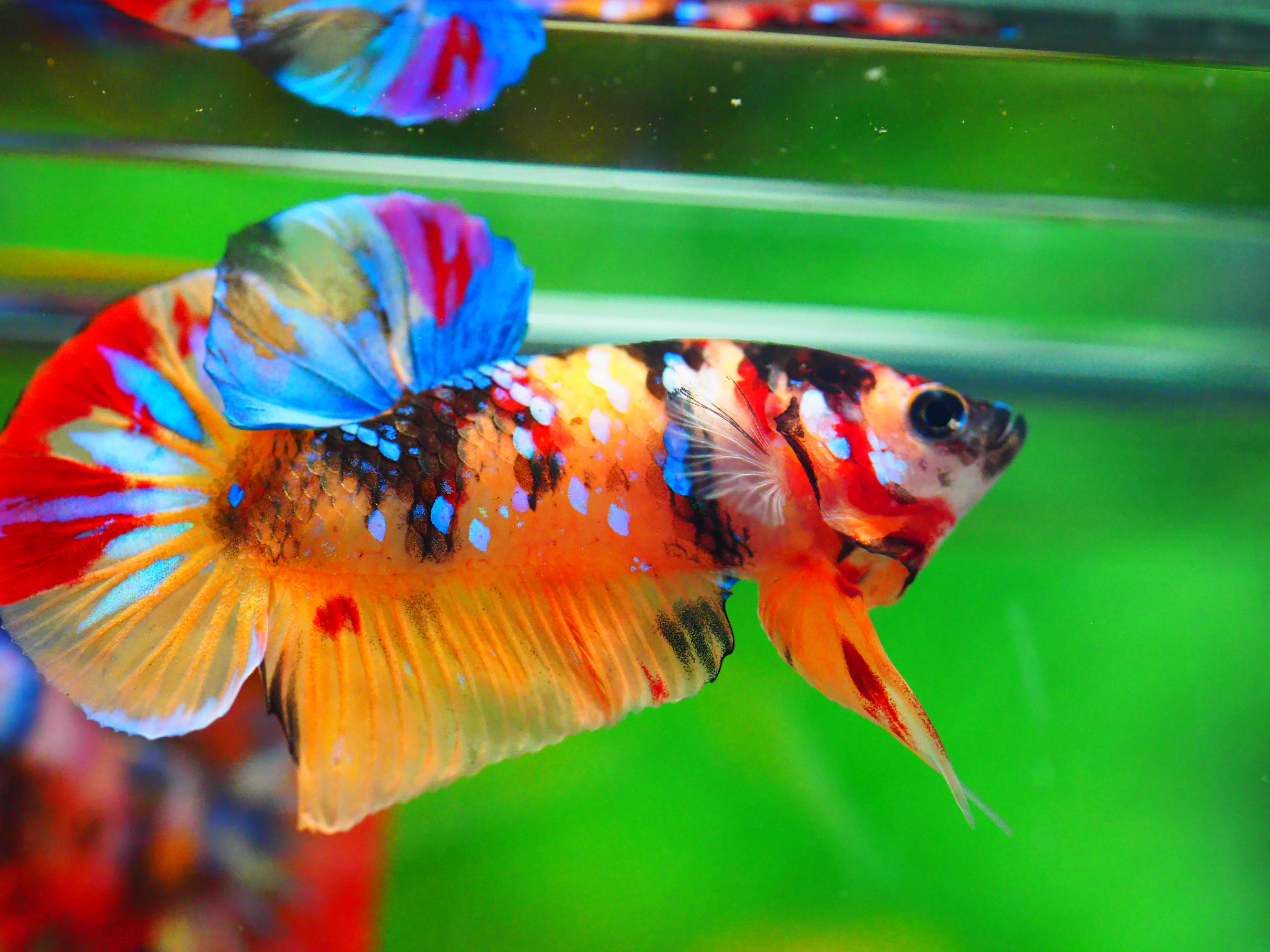 HMPK NEMO GALAXY MALE GRADE A +++