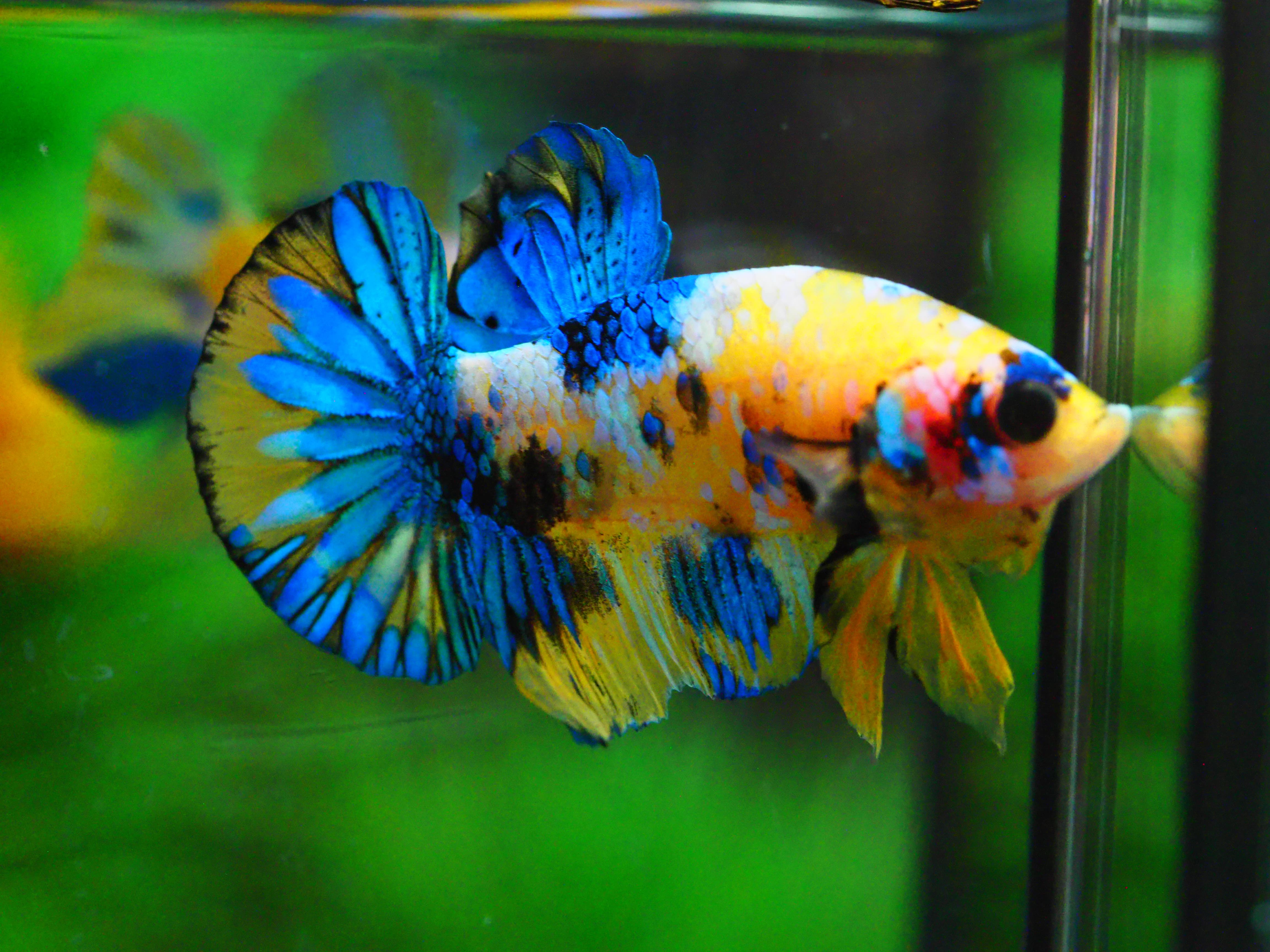 HMPK KOI YELLOW MALE GRADE A +++