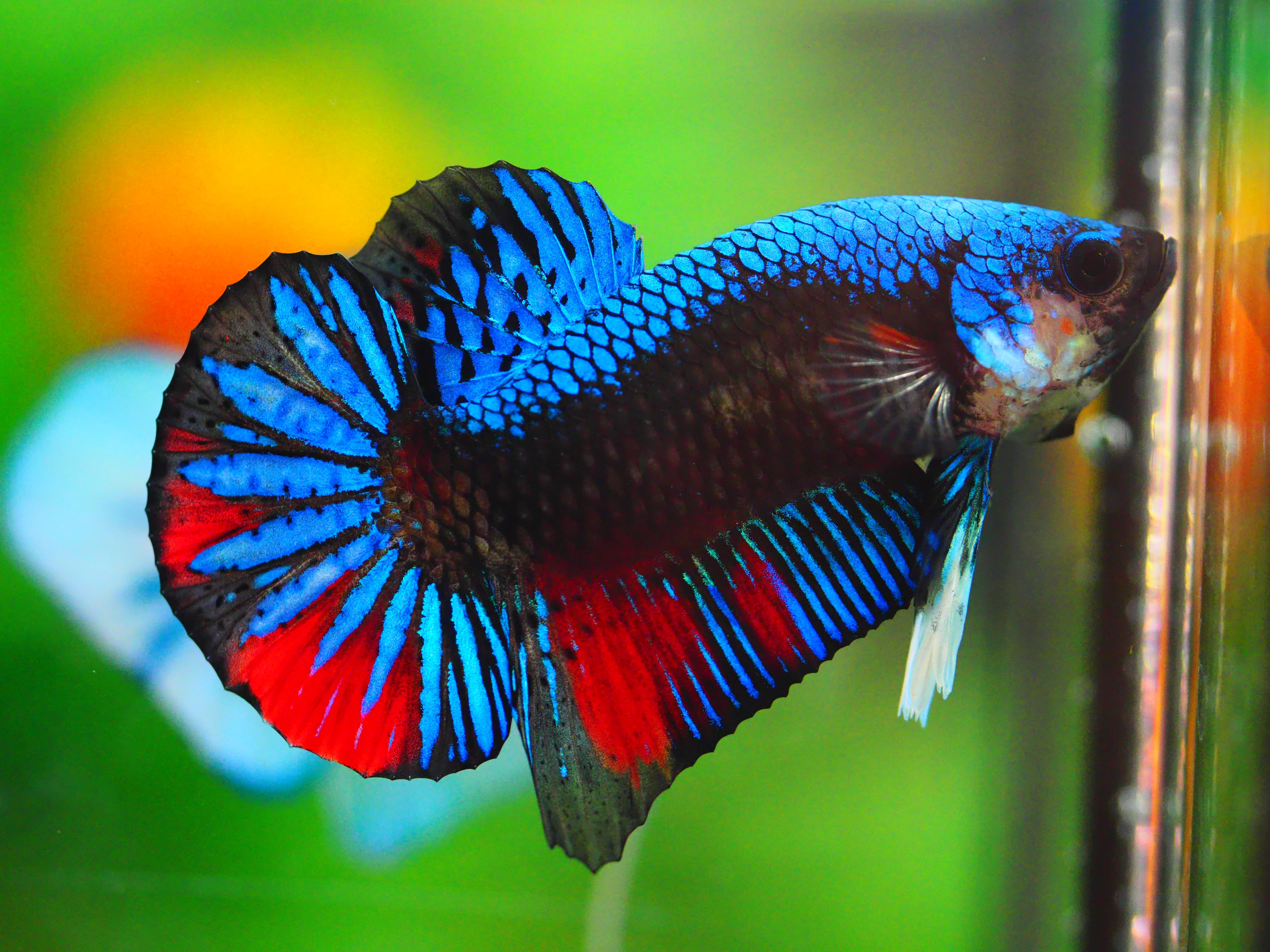 HMPK KOI GALAXY MALE GRADE A +++