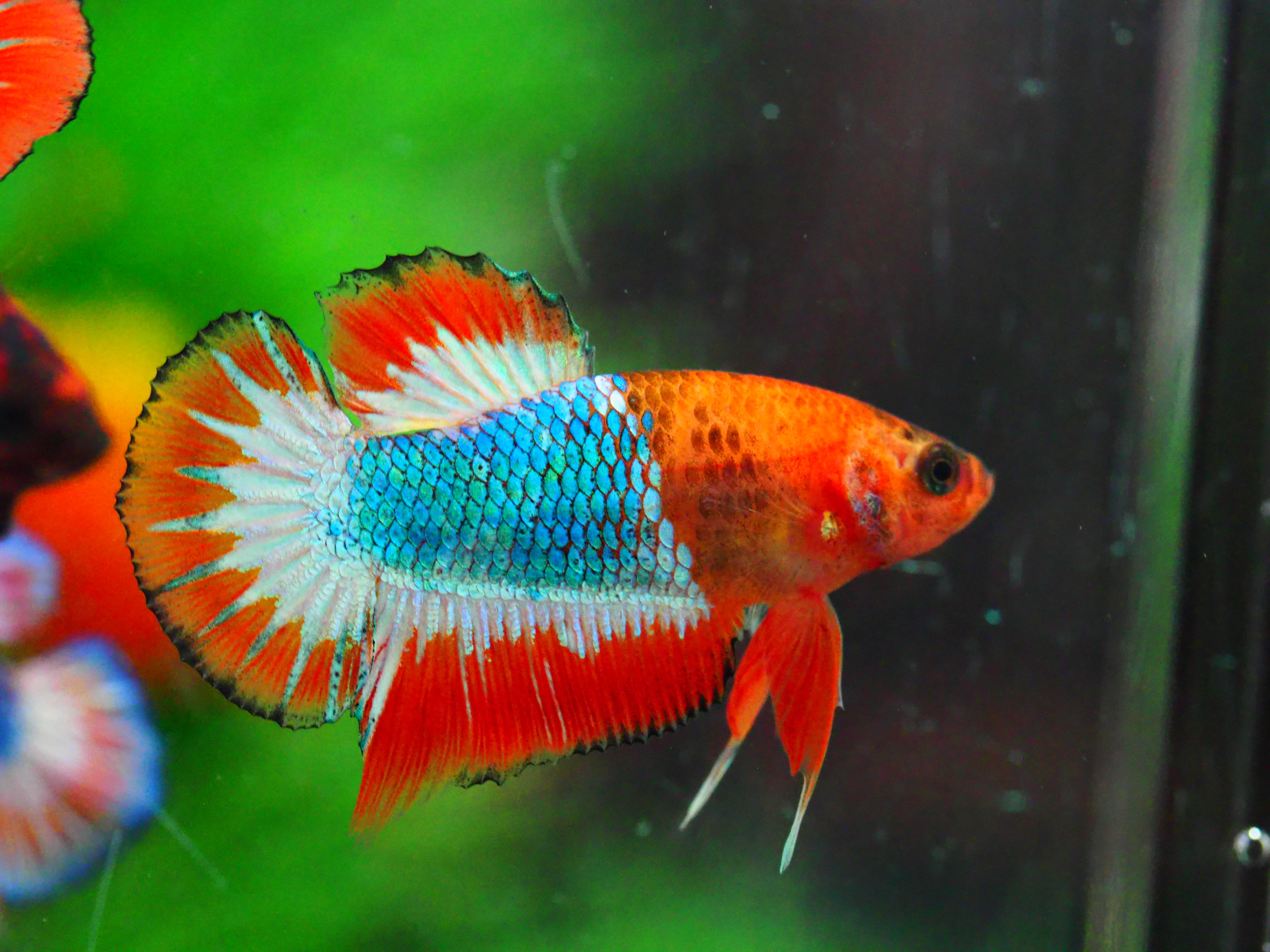 HMPK FANCY MALE GRADE A +++