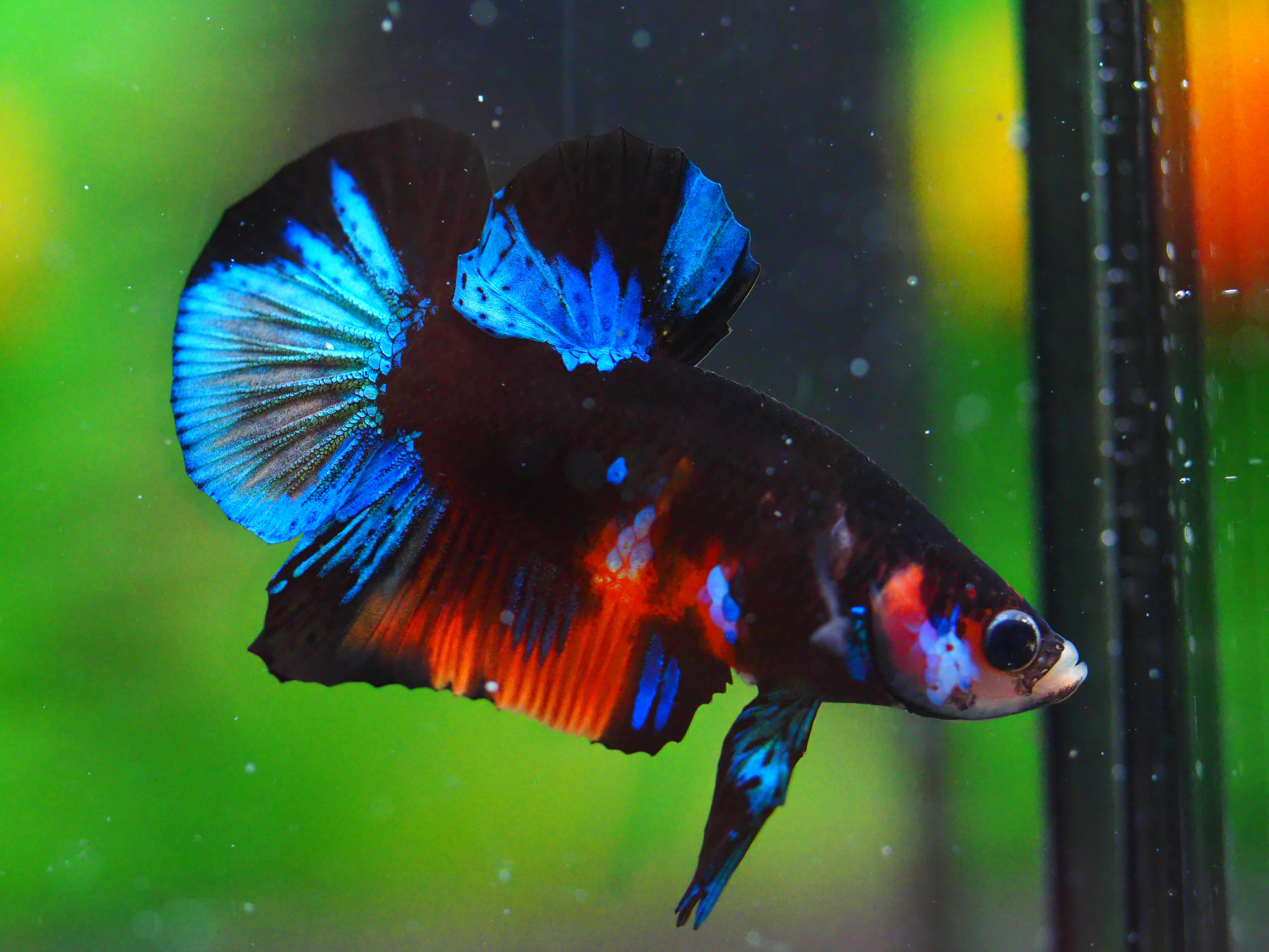 HMPK KOI GALAXY MALE GRADE A +++