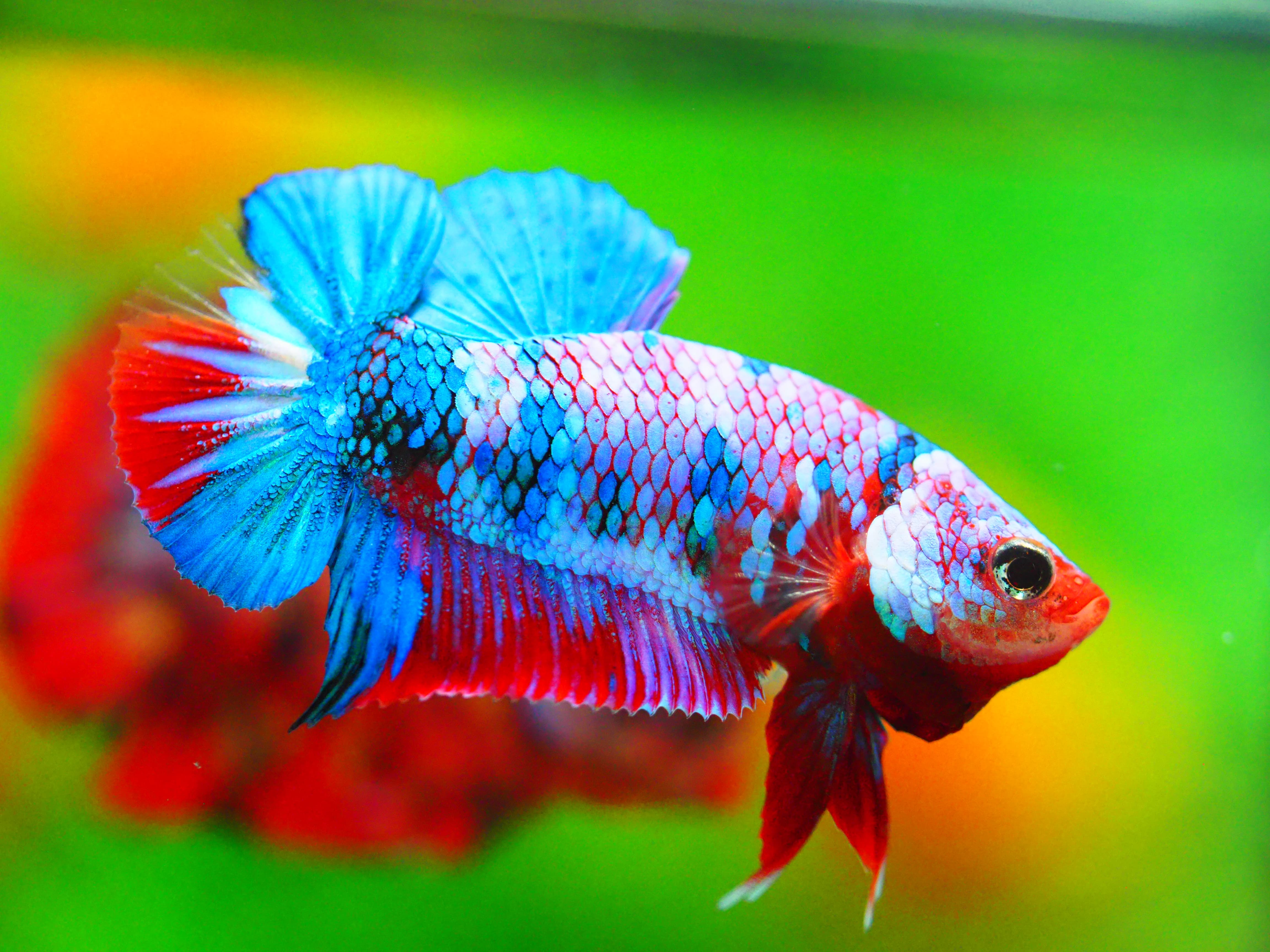 HMPK KOI GALAXY MALE GRADE A +++