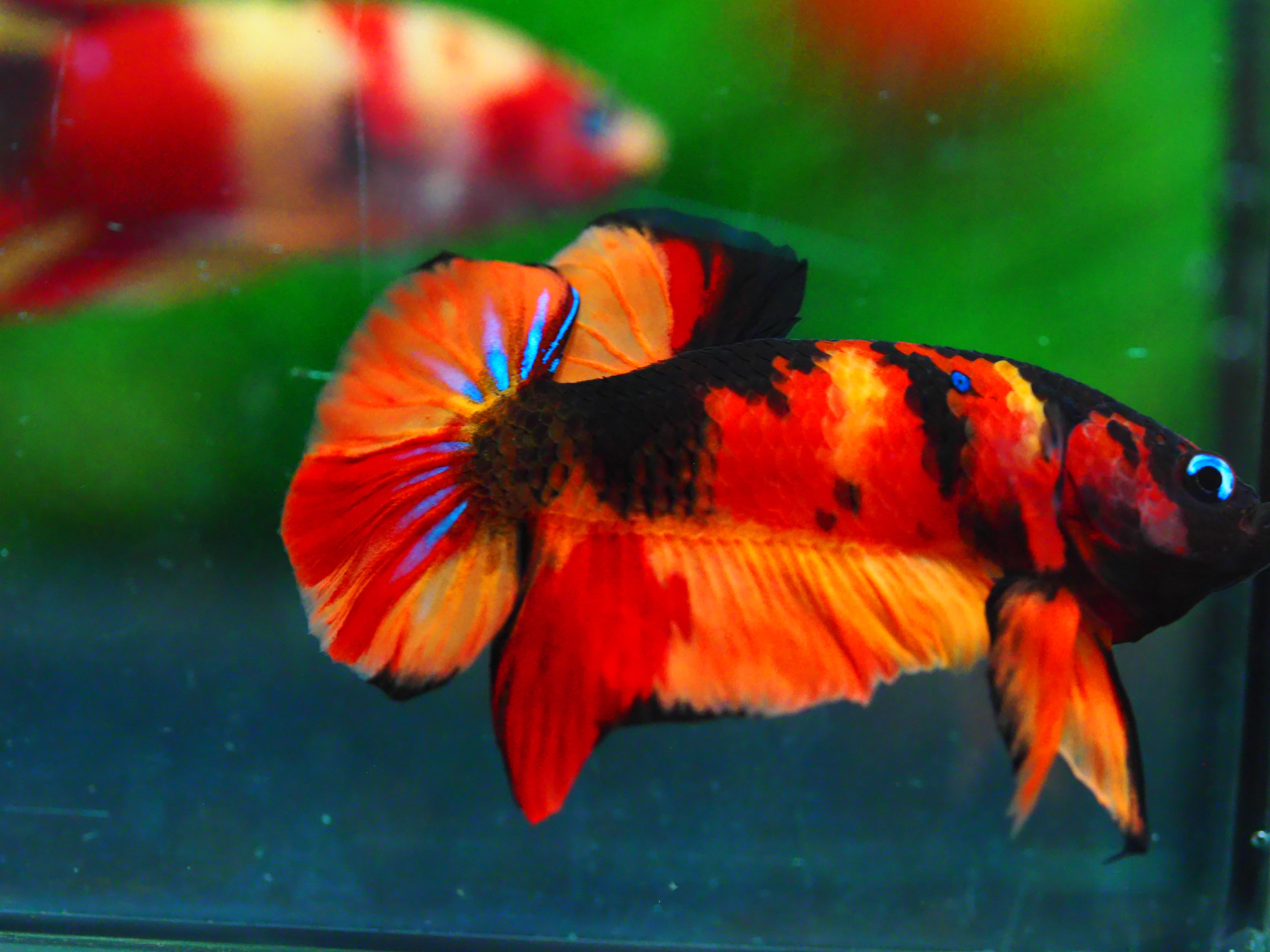 HMPK NEMO GALAXY MALE GRADE A +++