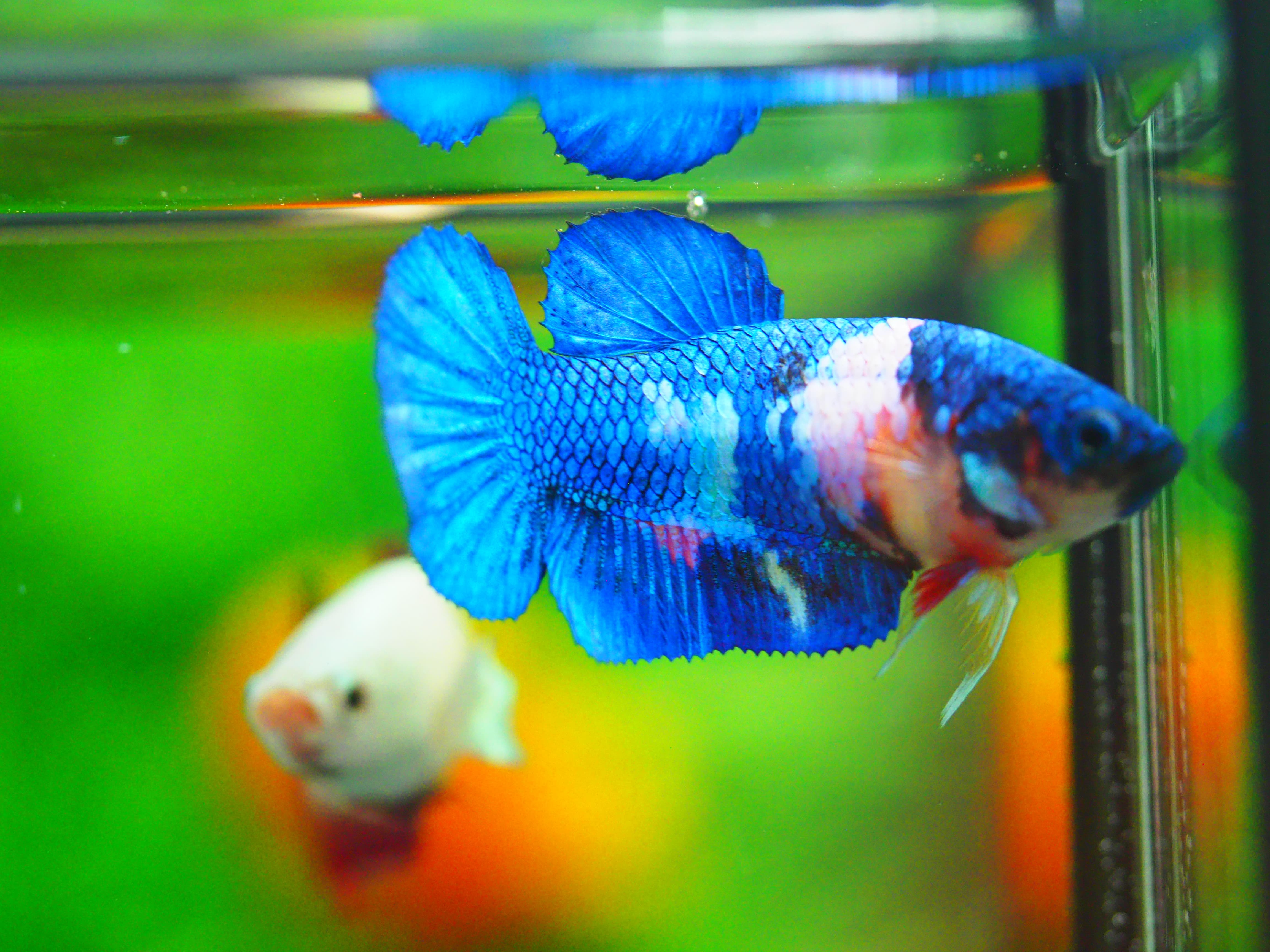 HMPK KOI GALAXY FEMALE GRADE A +++