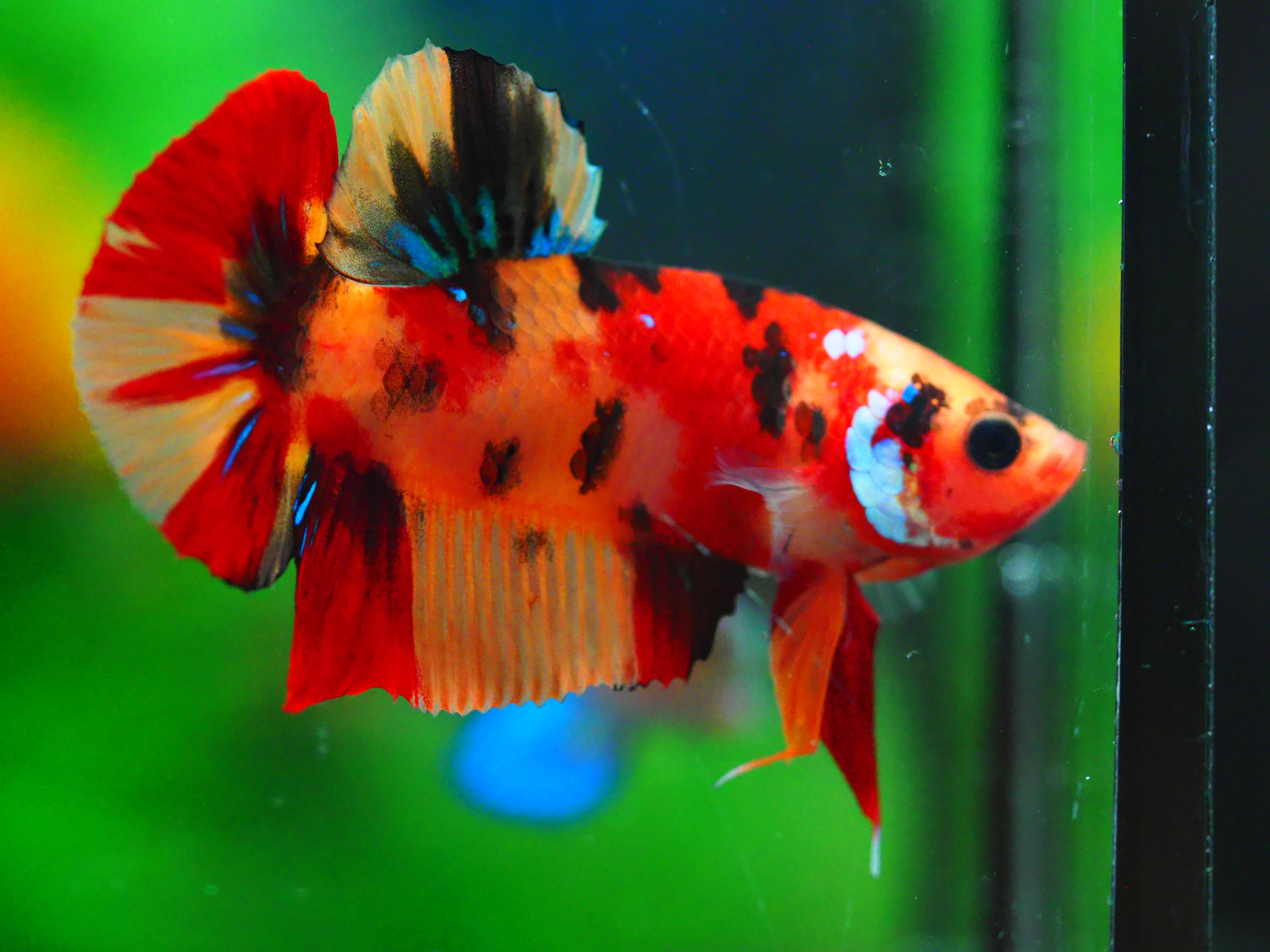 HMPK NEMO GALAXY MALE GRADE A +++