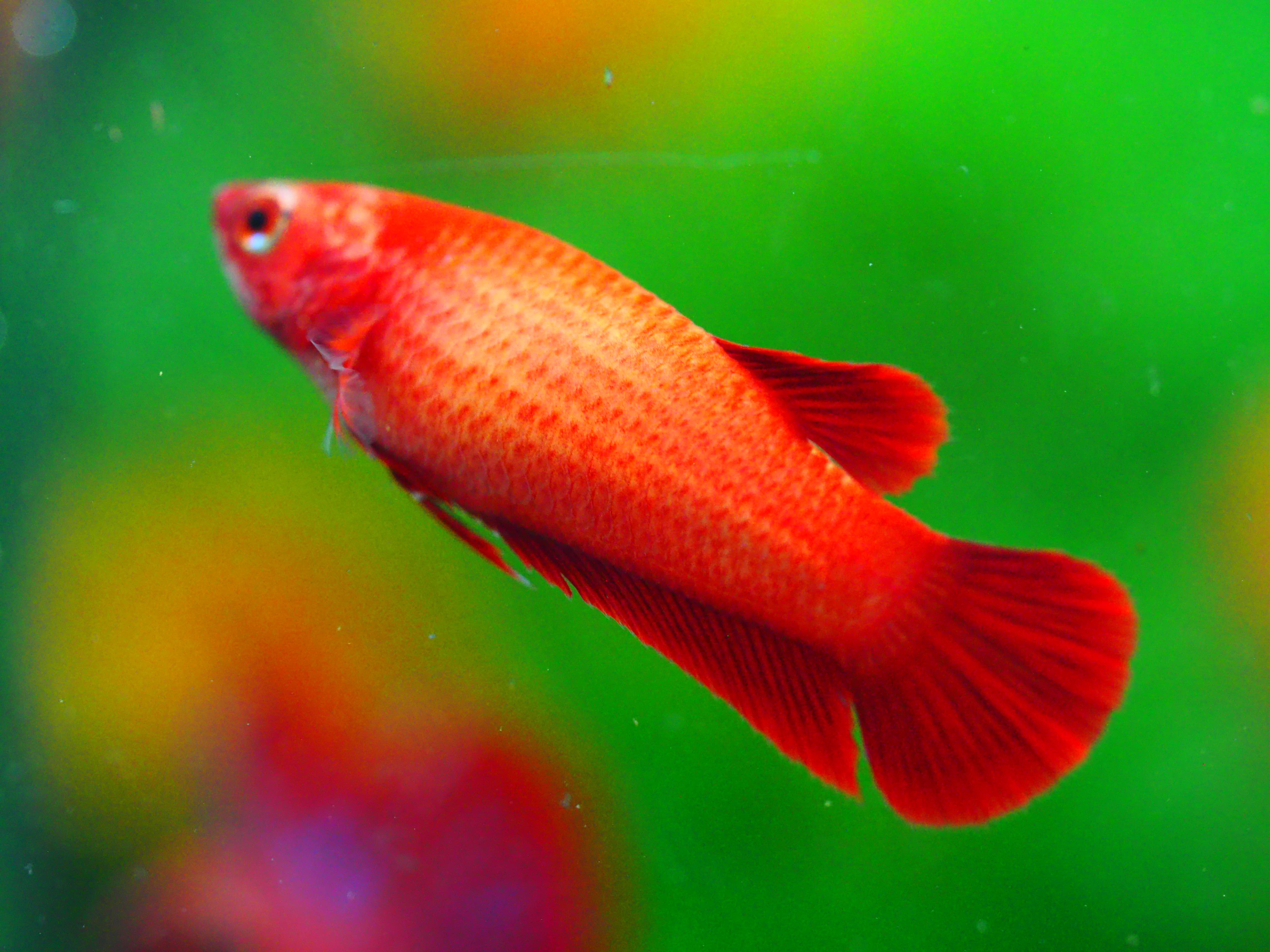 HMPK RED FNMALE GRADE A +++