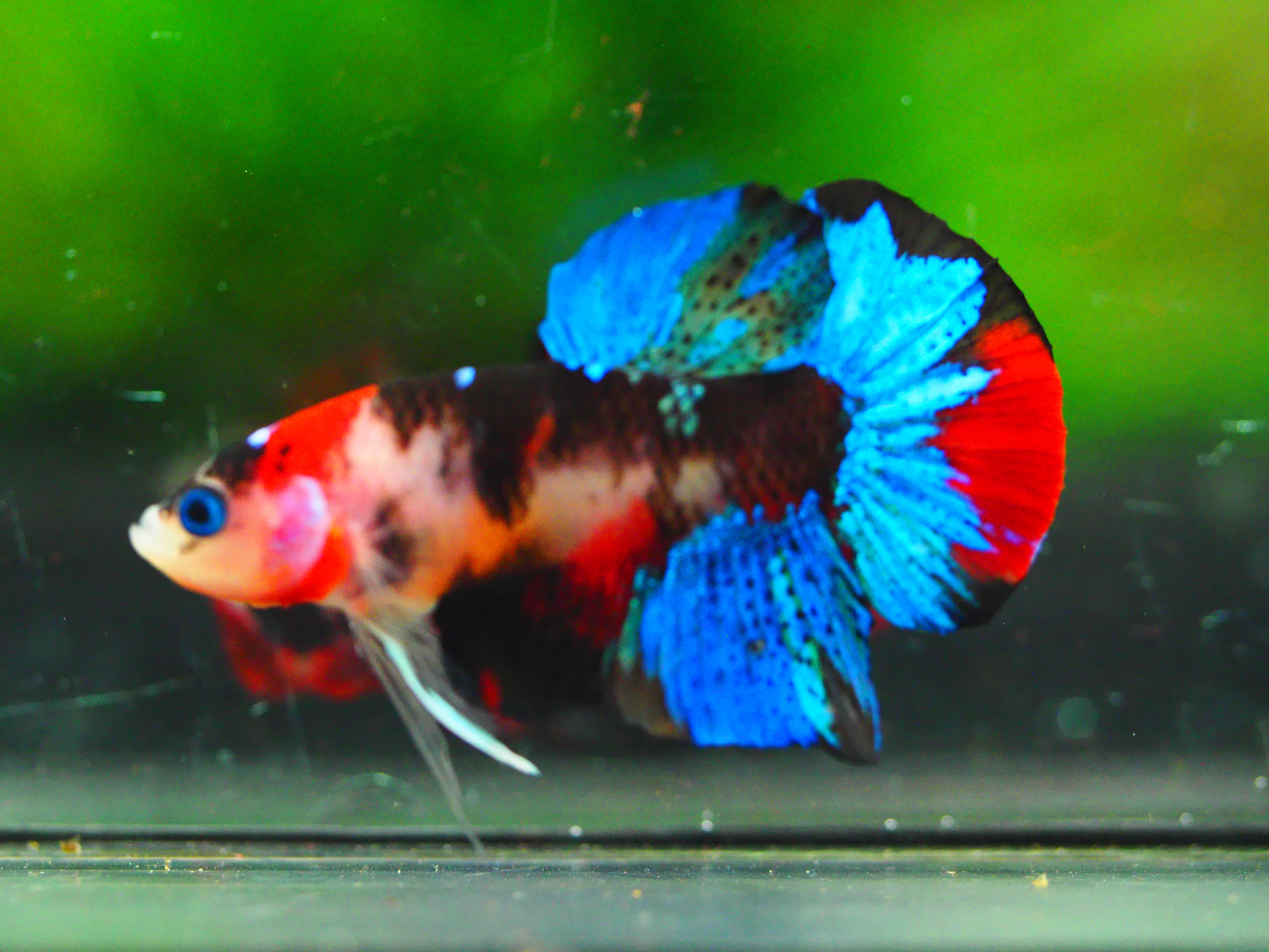 HMPK KOI GALAXY MALE GRADE A +++