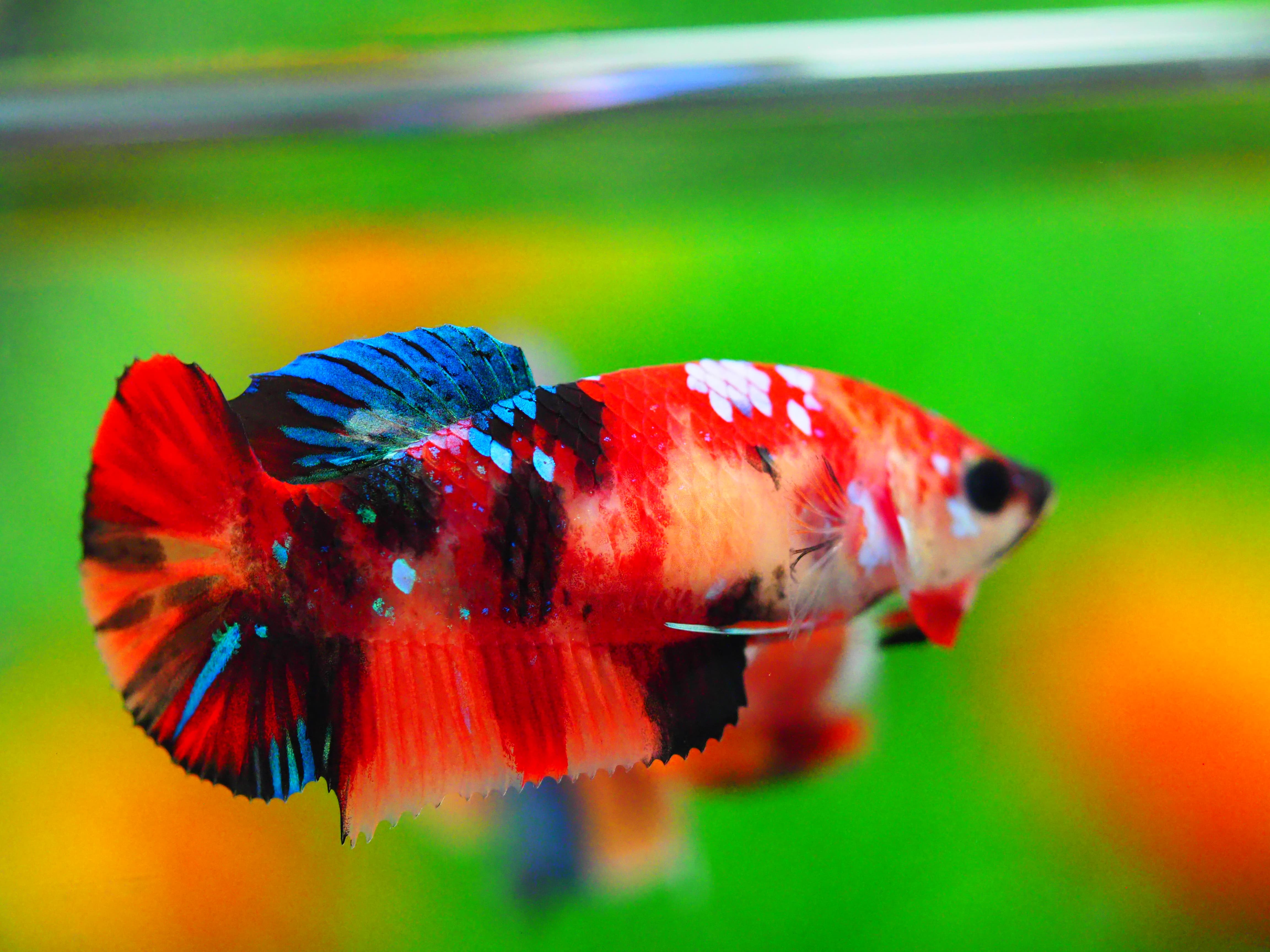 HMPK KOI GALAXY FNMALE GRADE A +++