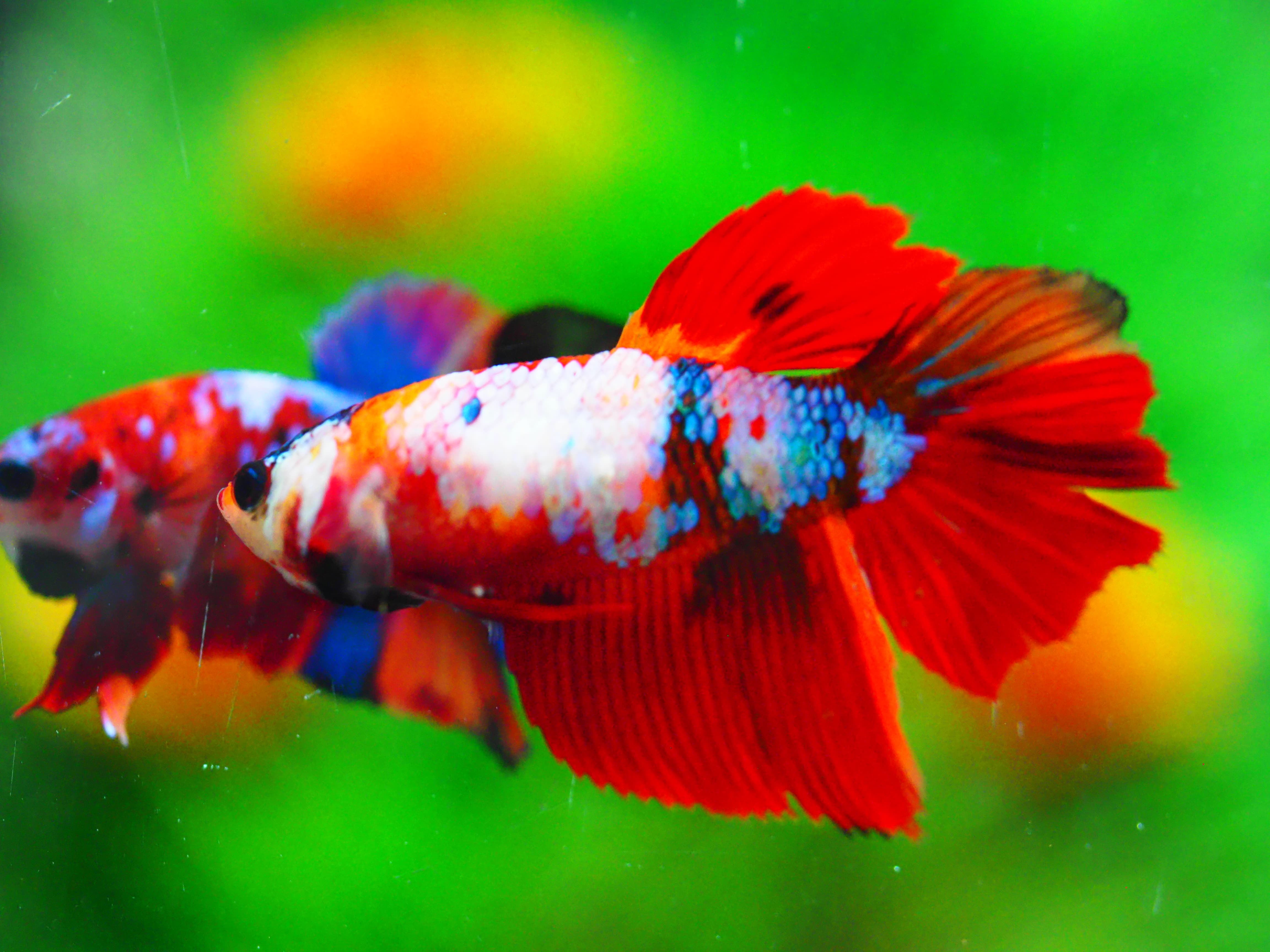 HM NEMO GALAXY FNMALE GRADE A +++