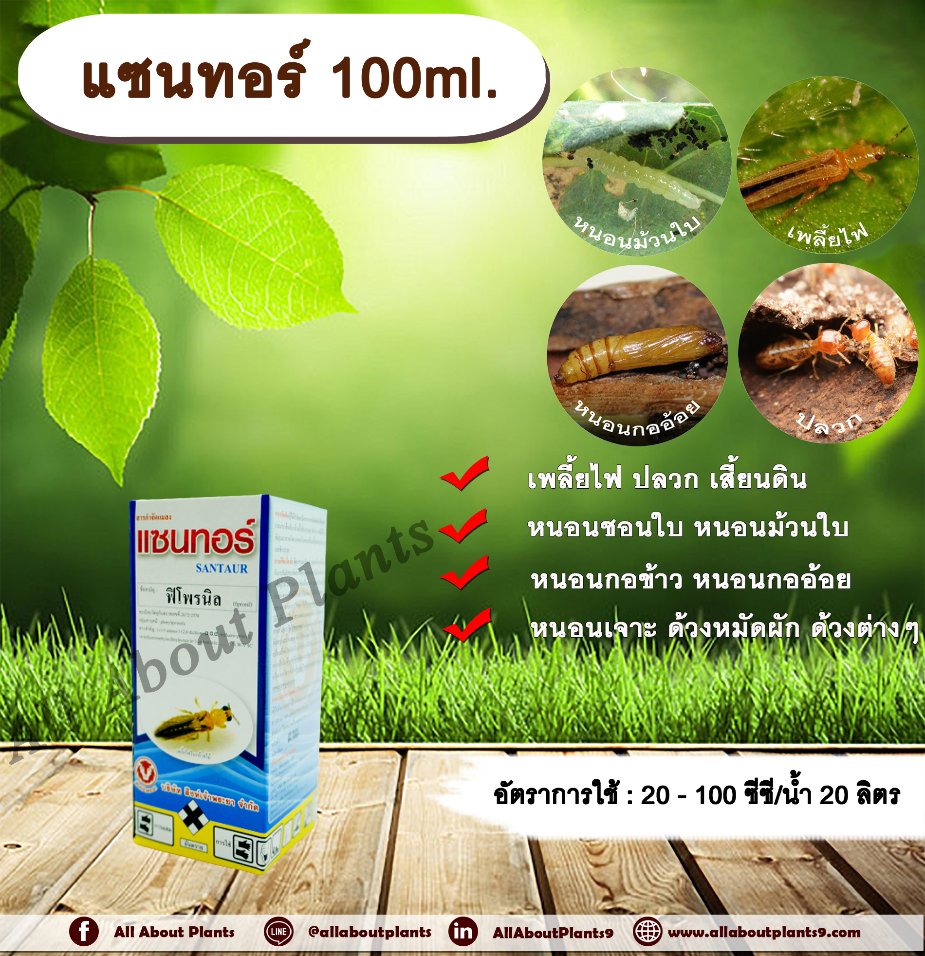 แซนทอร์ 100ml. ฟิโพรนิล สารกำจัดแมลง เพลี้ยไฟ ปลวก หนอนชอนใบ หนอนม้วนใบ หนอนกอข้าว หนอนกออ้อย หนอนเจาะ ด้วงหมัดผัก ด้วงต่างๆ เสี้ยนดิน ดูดซึม allaboutplants ชิ้น
