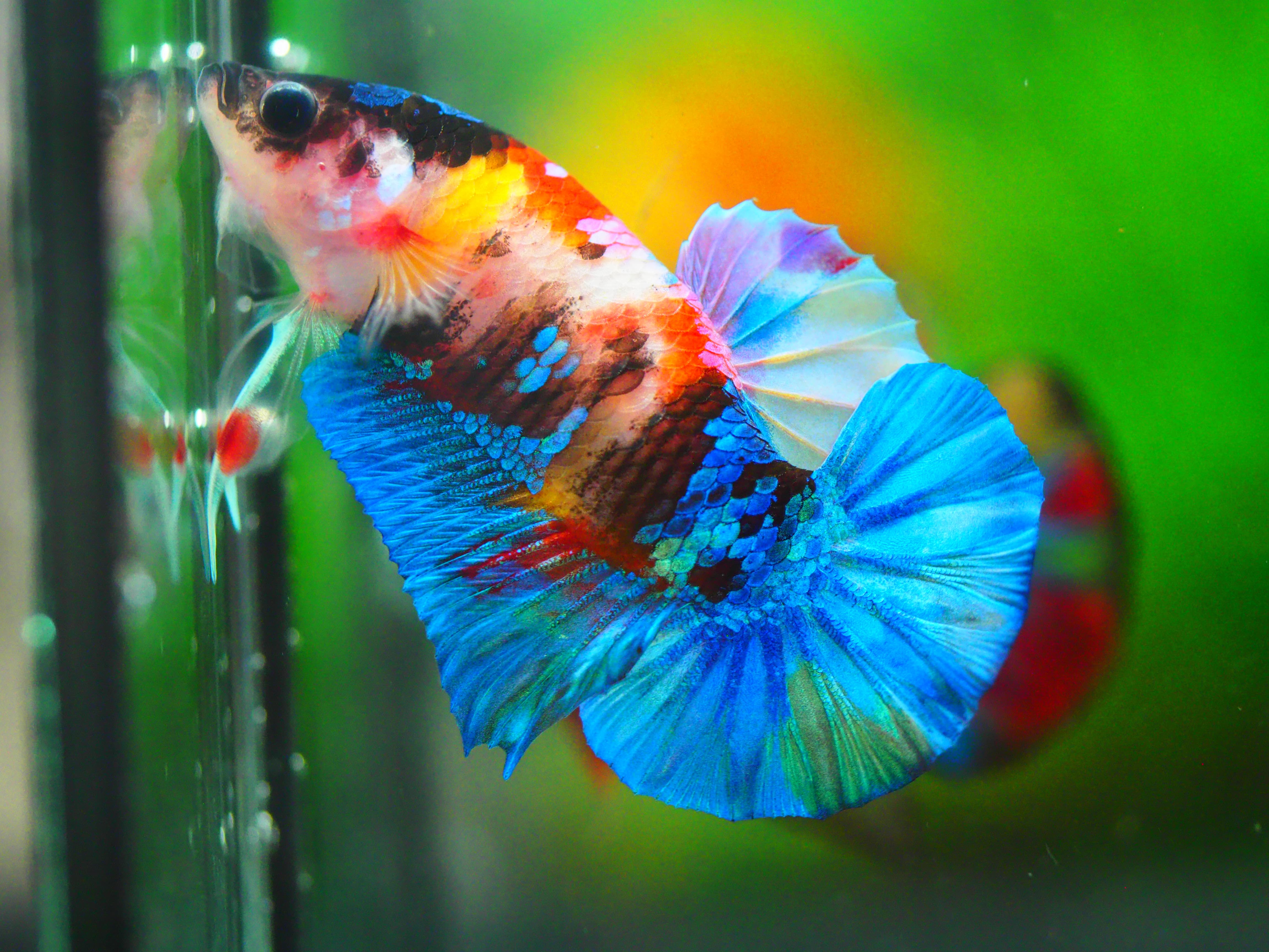 HMPK KOI GALAXY MALE GRADE A +++