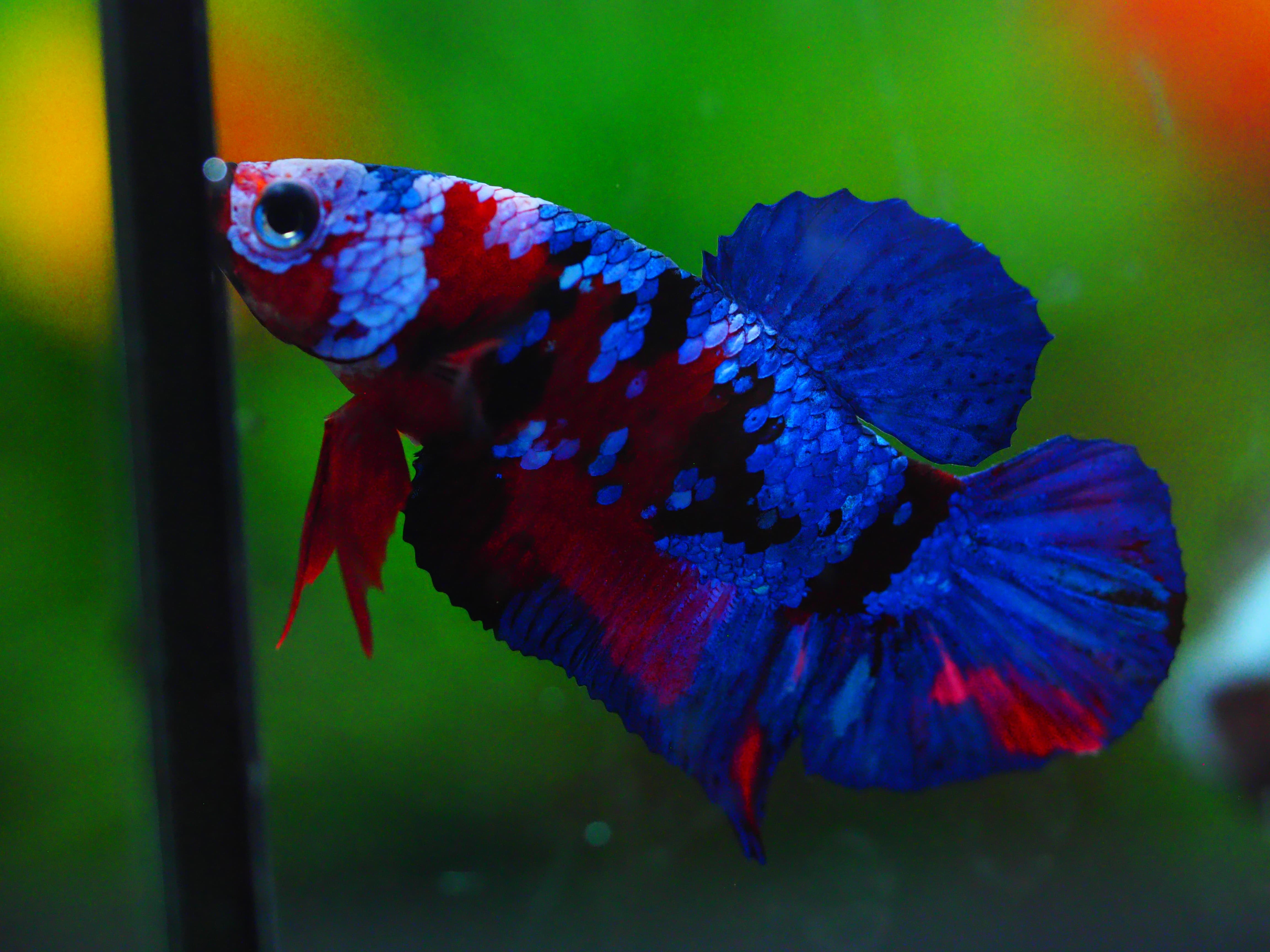 HMPK KOI GALAXY MALE GRADE A +++