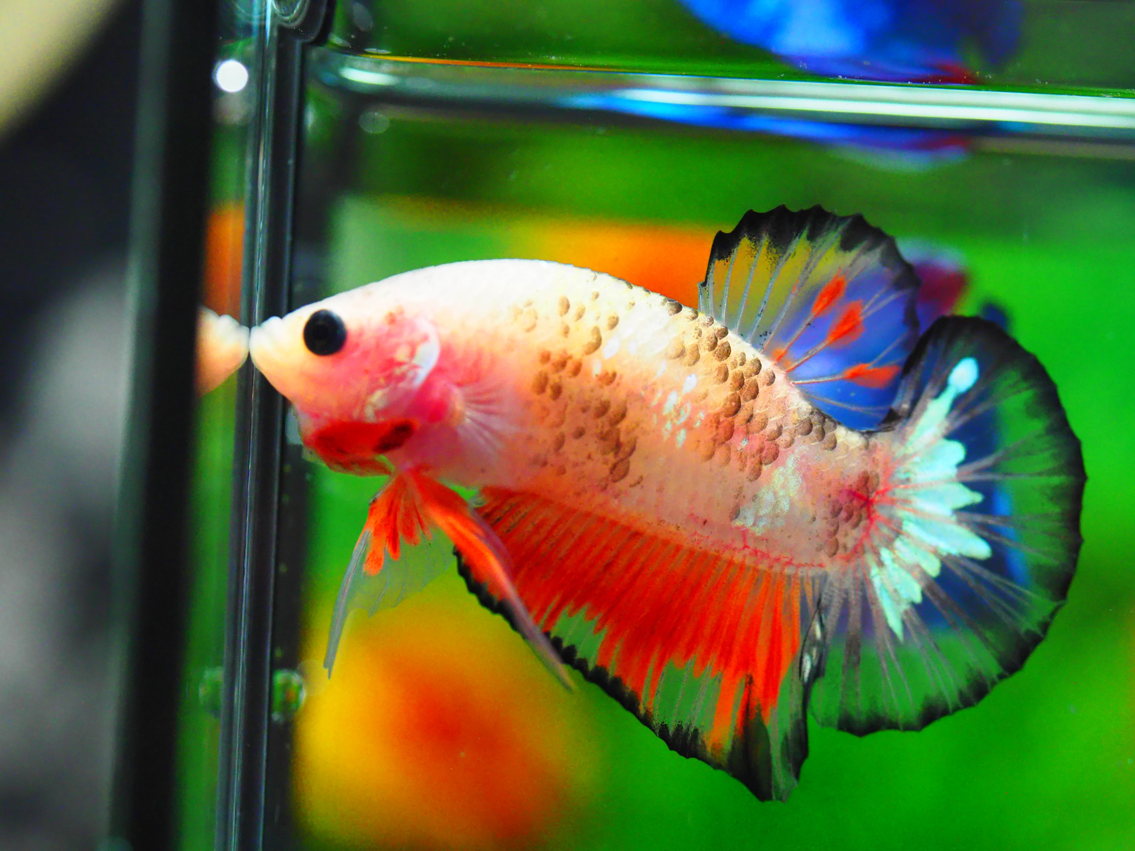 HMPK NEMO GALAXY MALE GRADE C+++