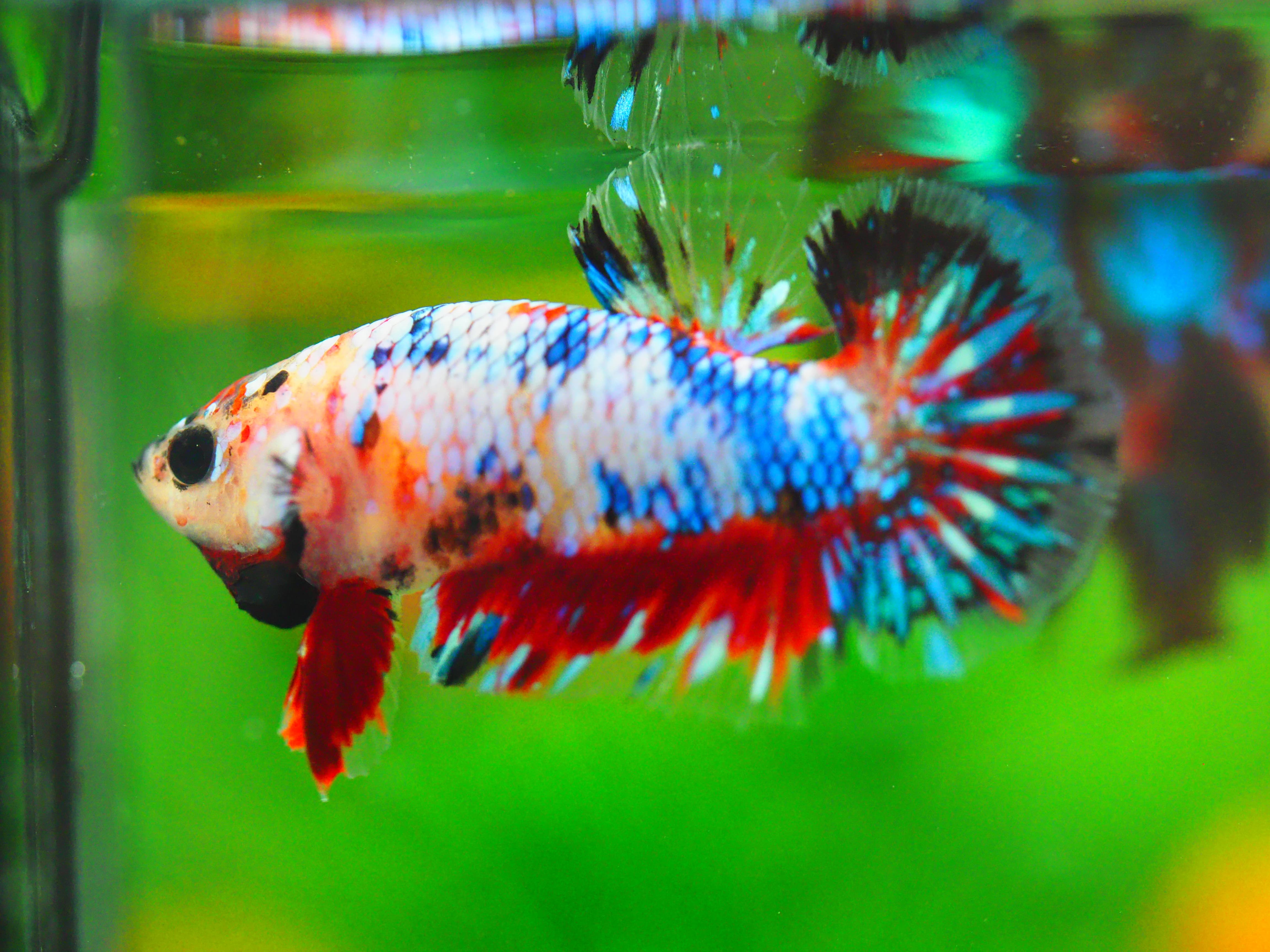 HMPK KOI GALAXY MALE GRADE A +++