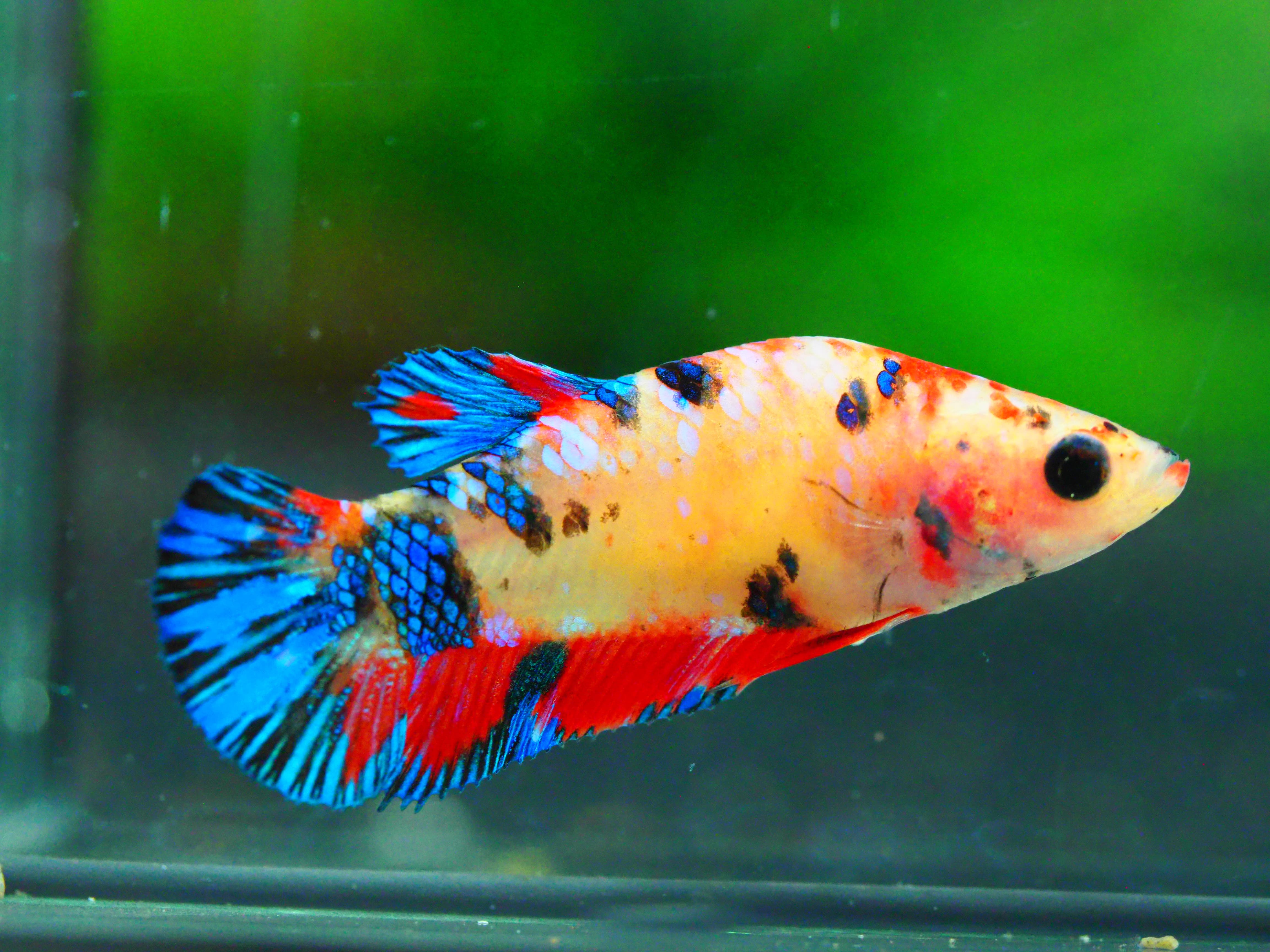 HMPK NEMO GALAXY FNMALE