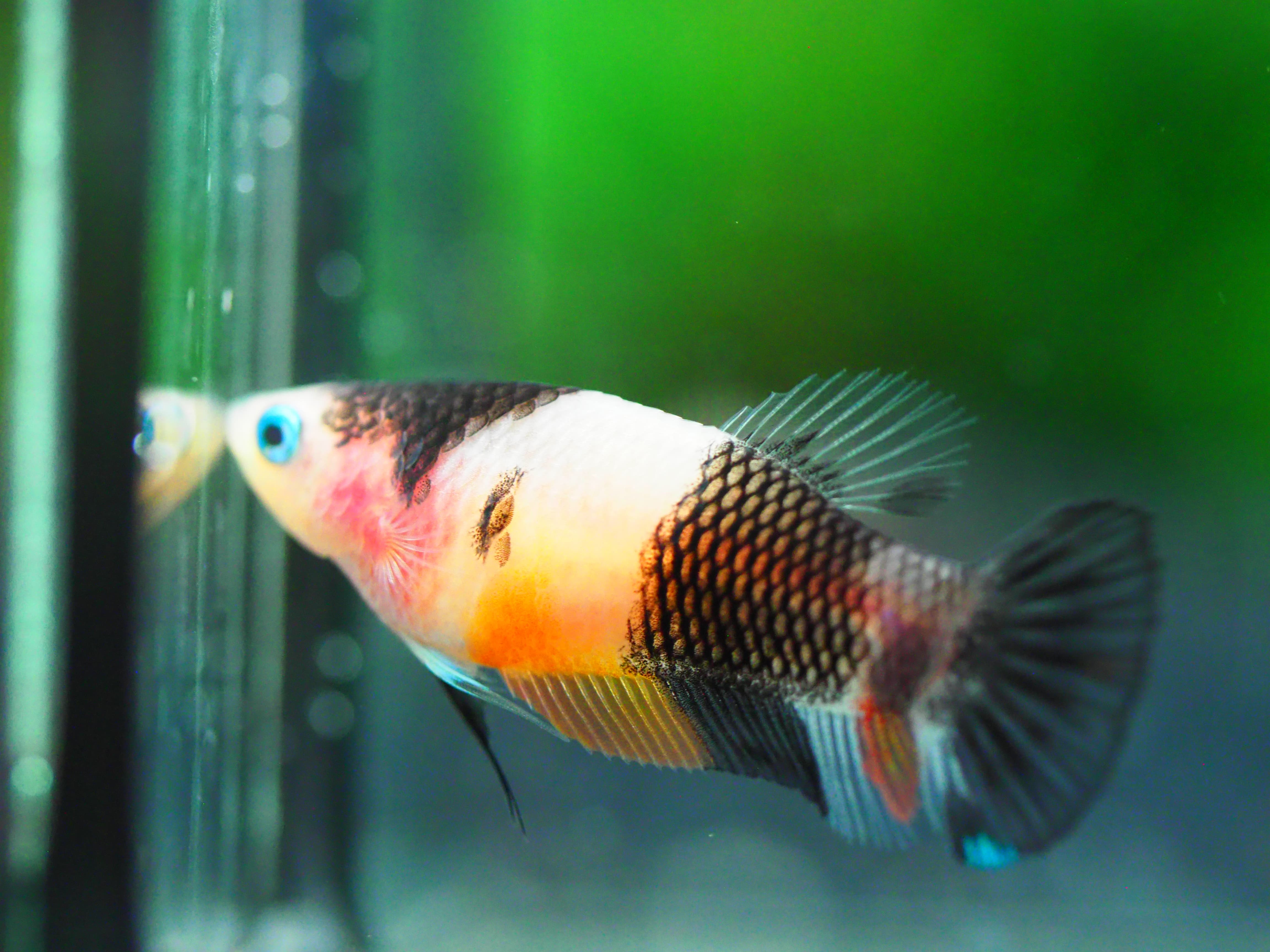 HMPK KOI GALAXY FNMALE GRADE A +++