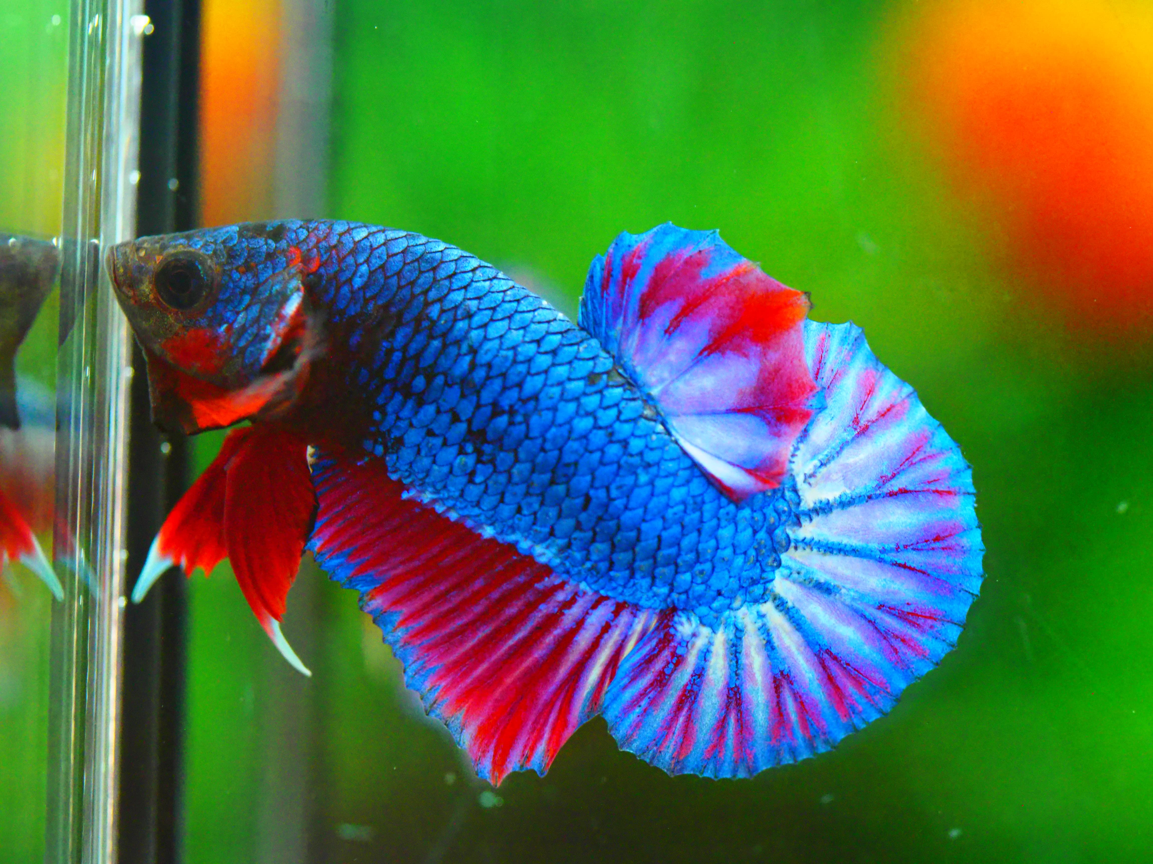 HMPK THAILAND MALE GRADE A +++