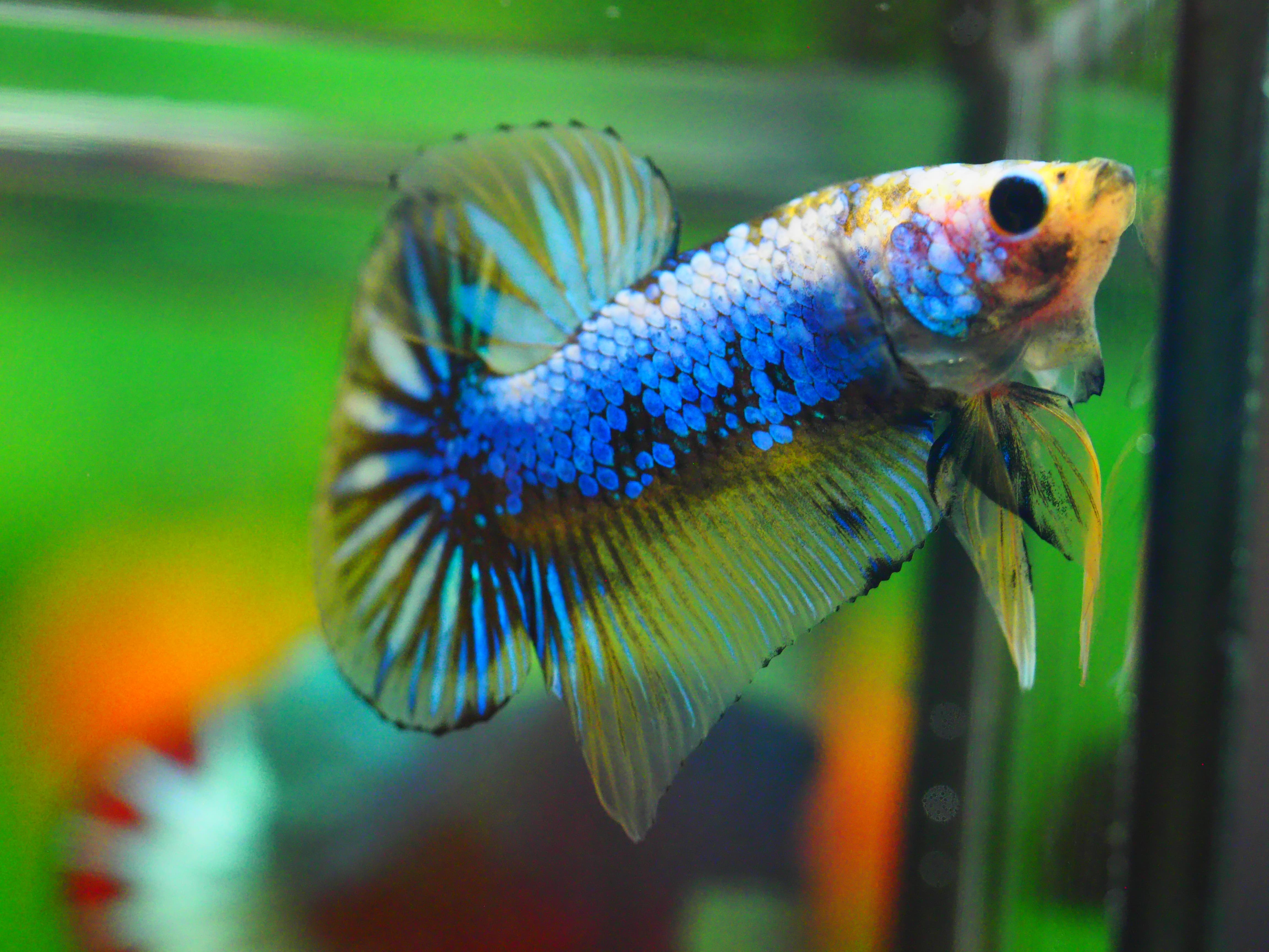 HMPK FANCY MALE GRADE A +++