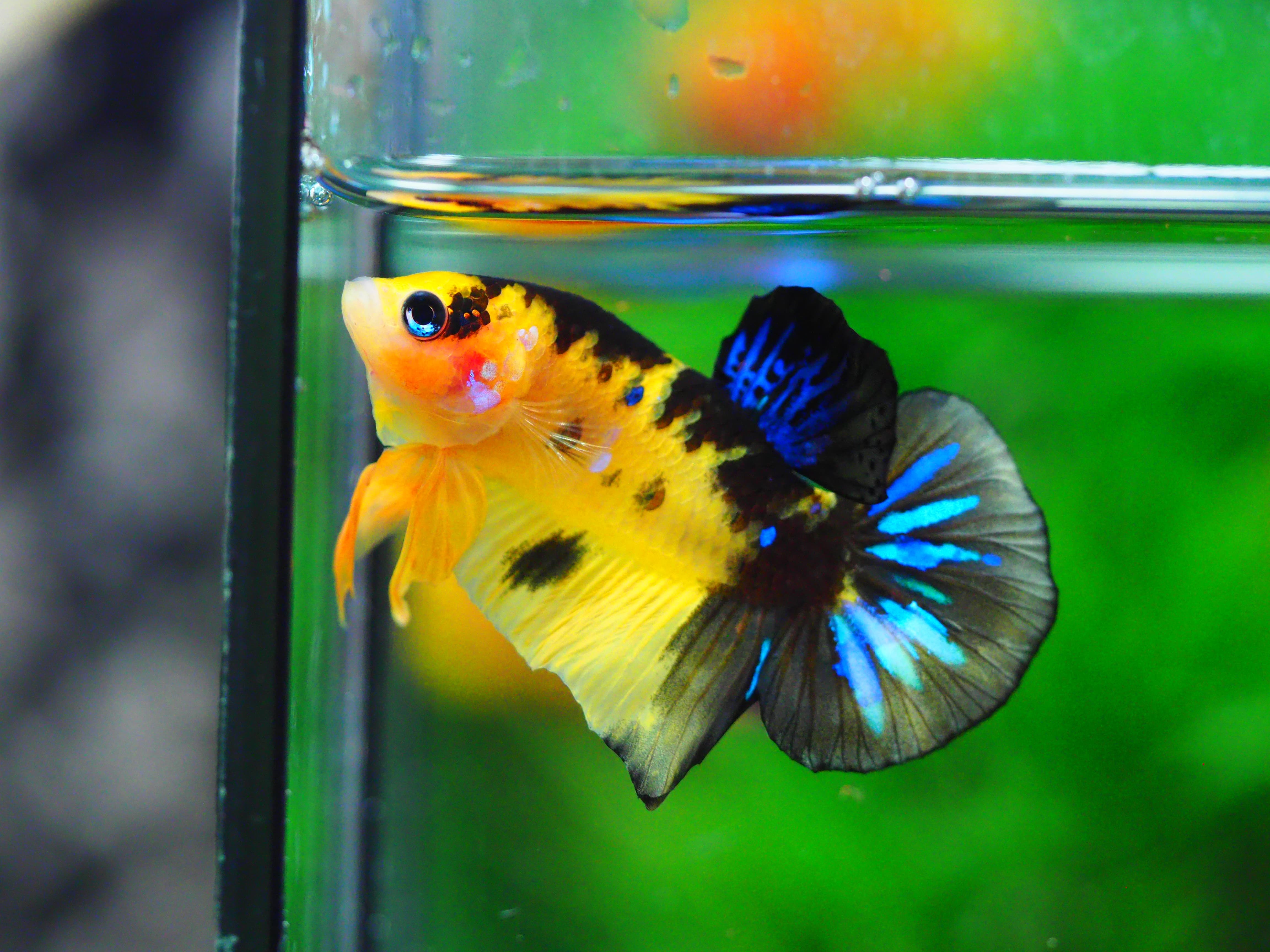HMPK KOI YELLOW MALE GRADE A +++