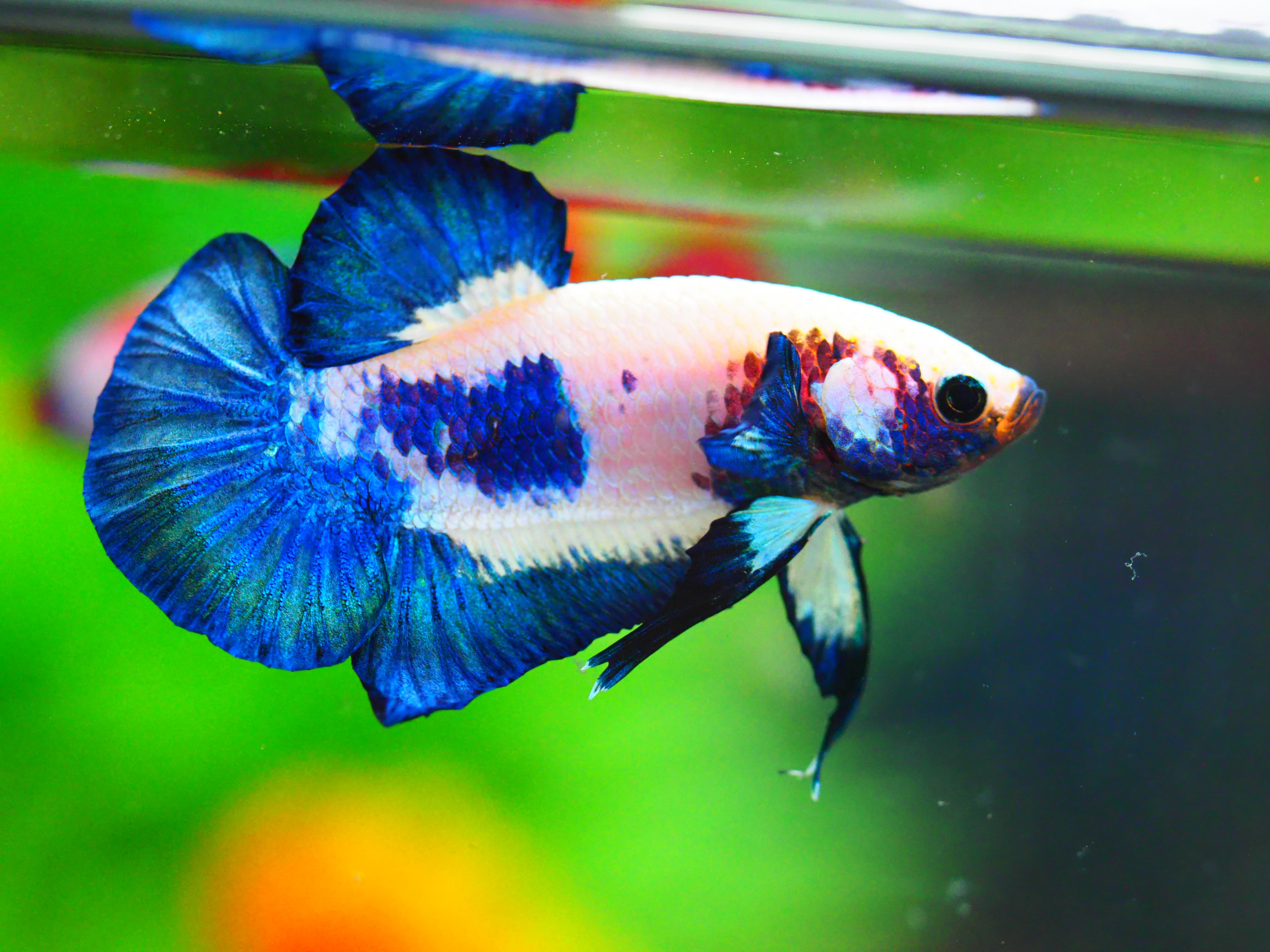 HMPK FANCY MALE GRADE A +++