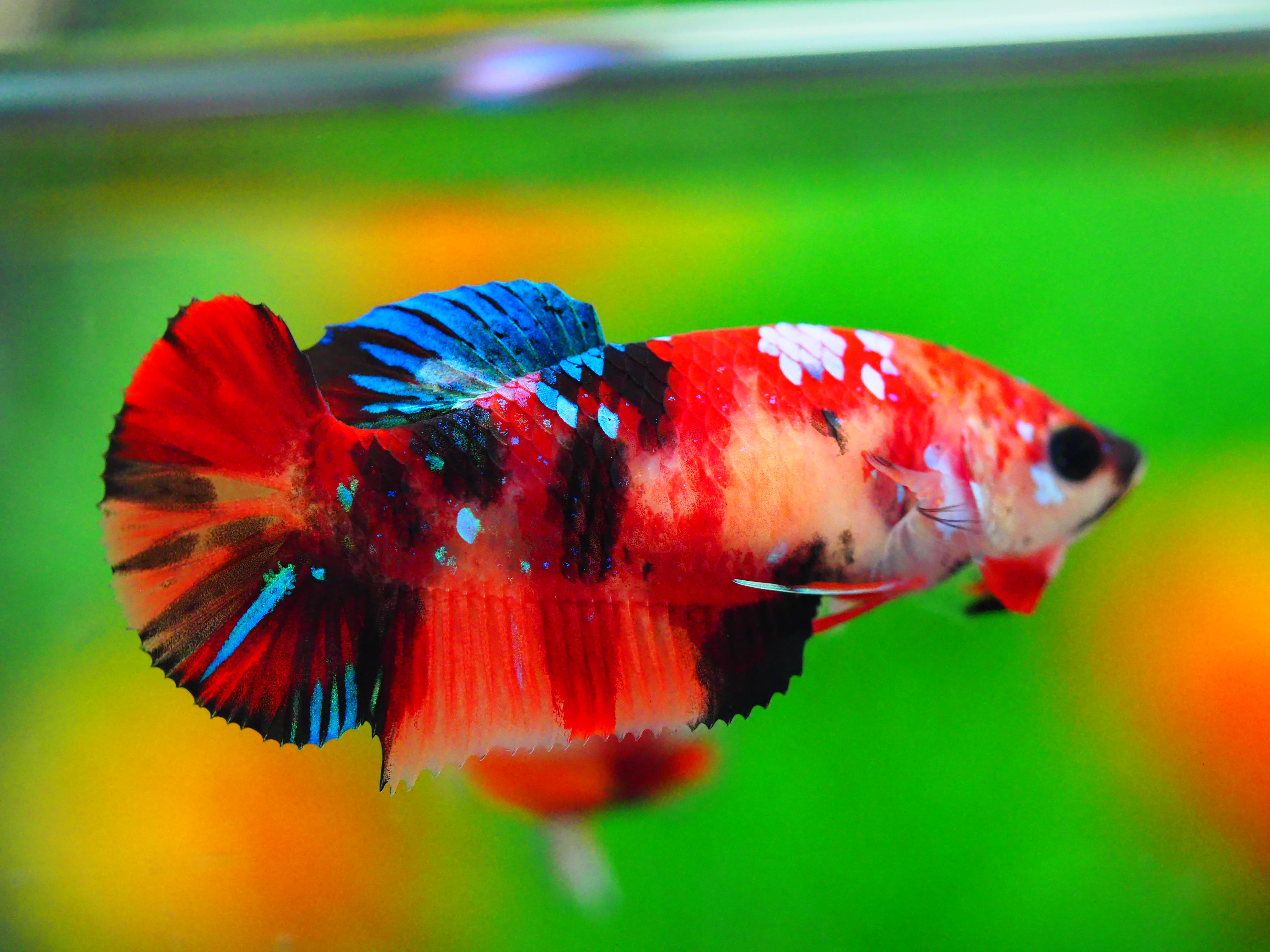 HMPK KOI GALAXY FNMALE GRADE A +++