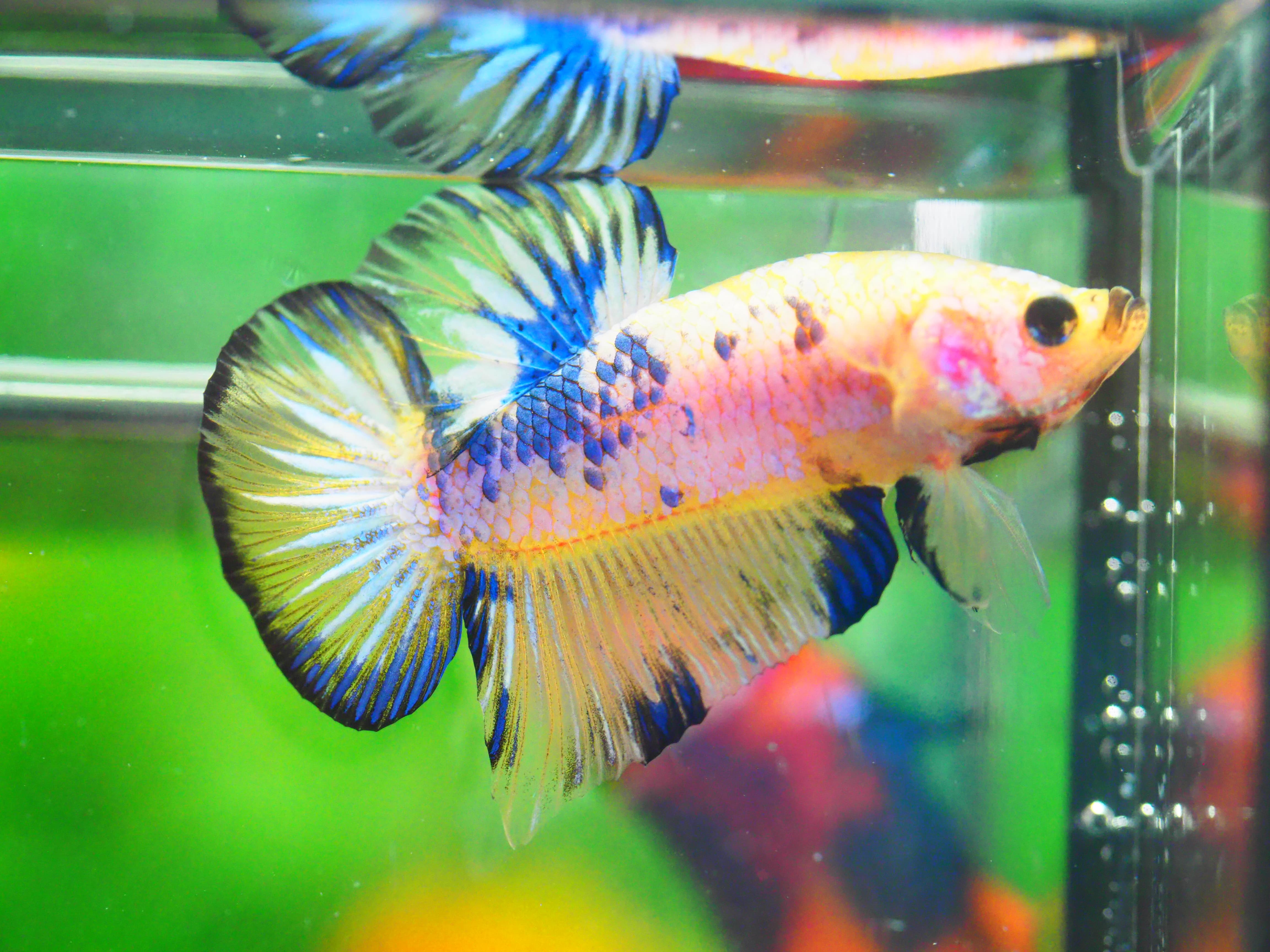 HMPK FANCY MALE GRADE A +++