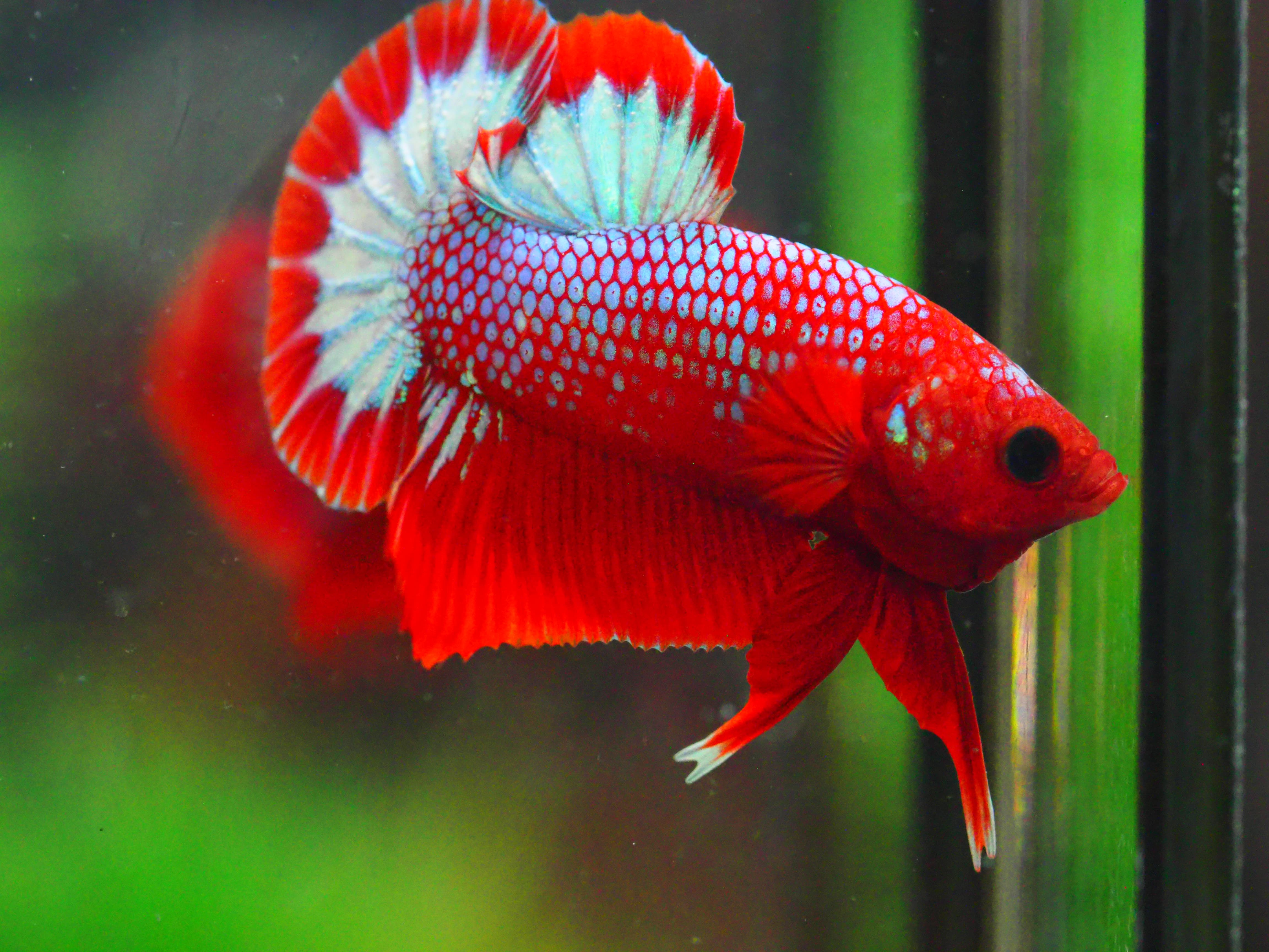 HMPK HELLBOY MALE GRADE A +++