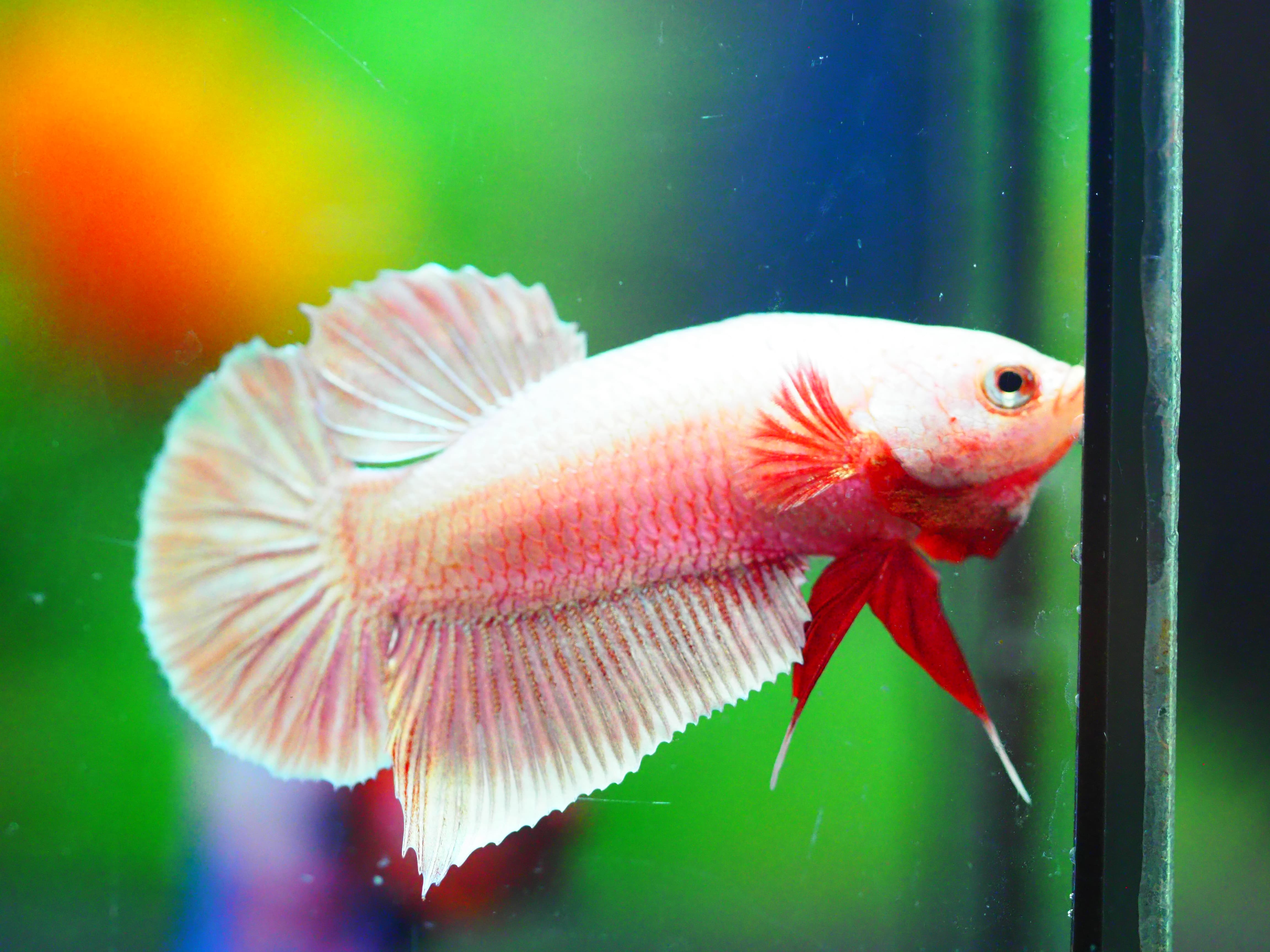 HMPK FANCY MALE GRADE A +++