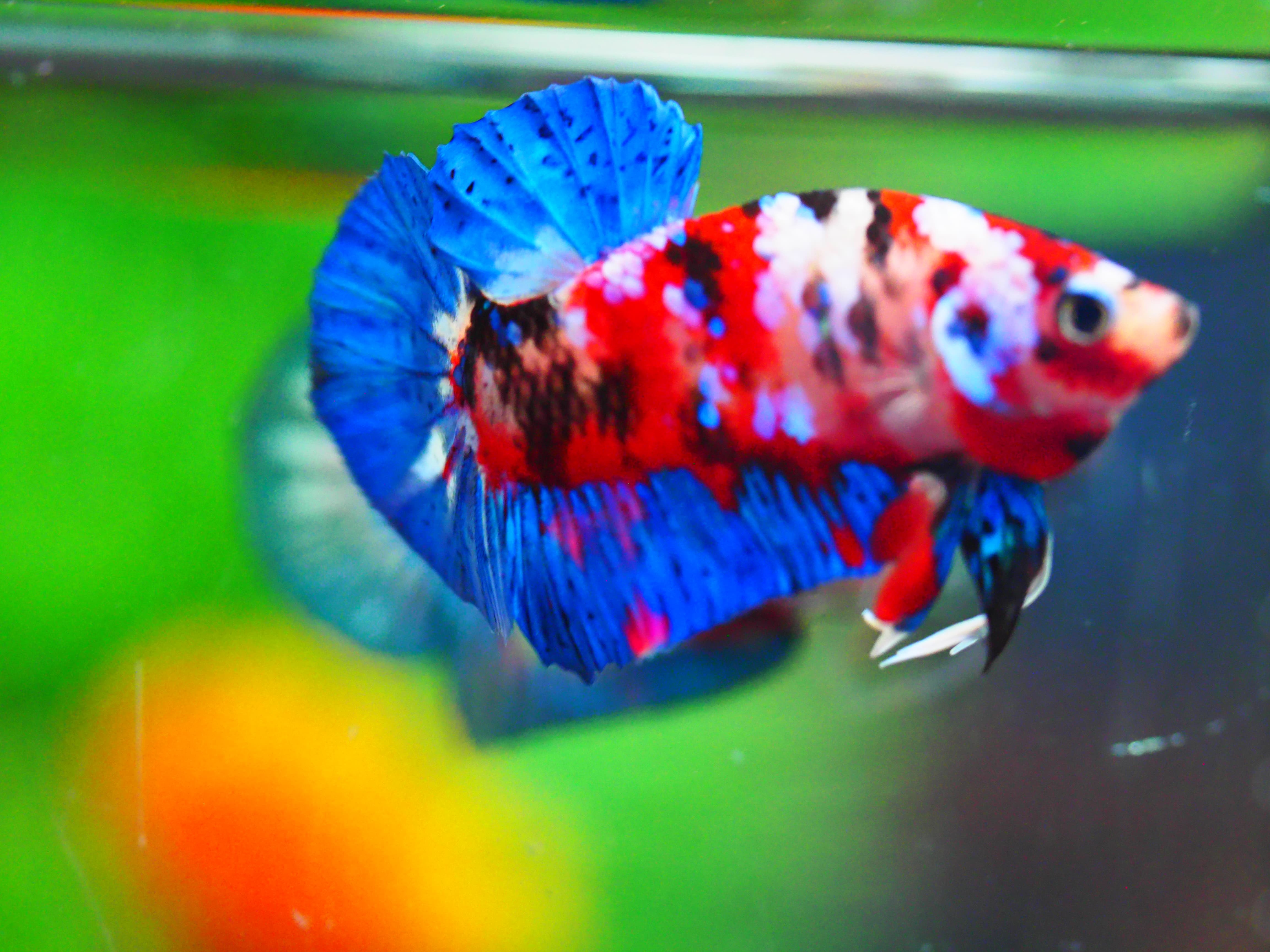 HMPK KOI GALAXY MALE GRADE A +++