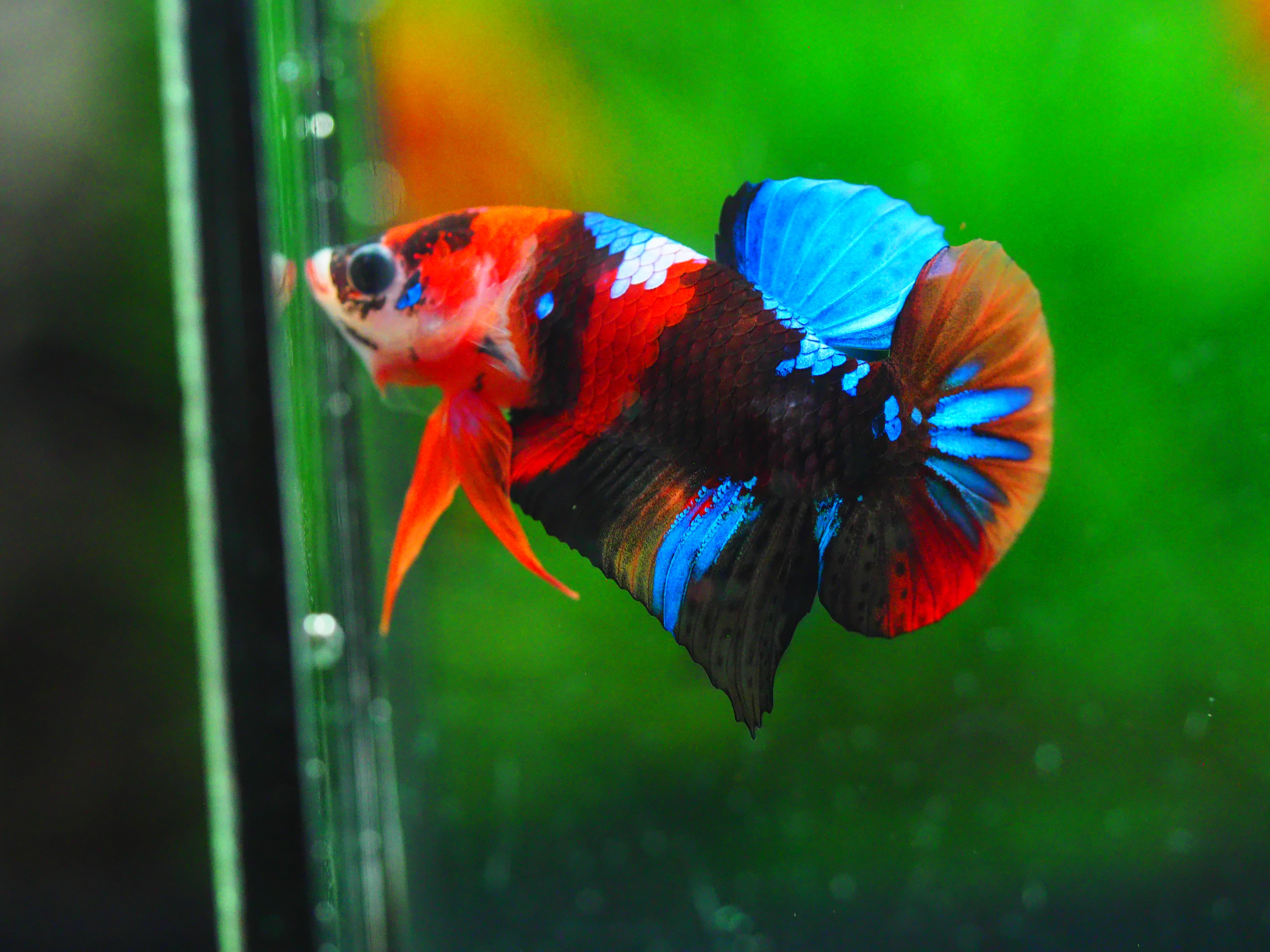 HMPK KOI GALAXY MALE GRADE A +++