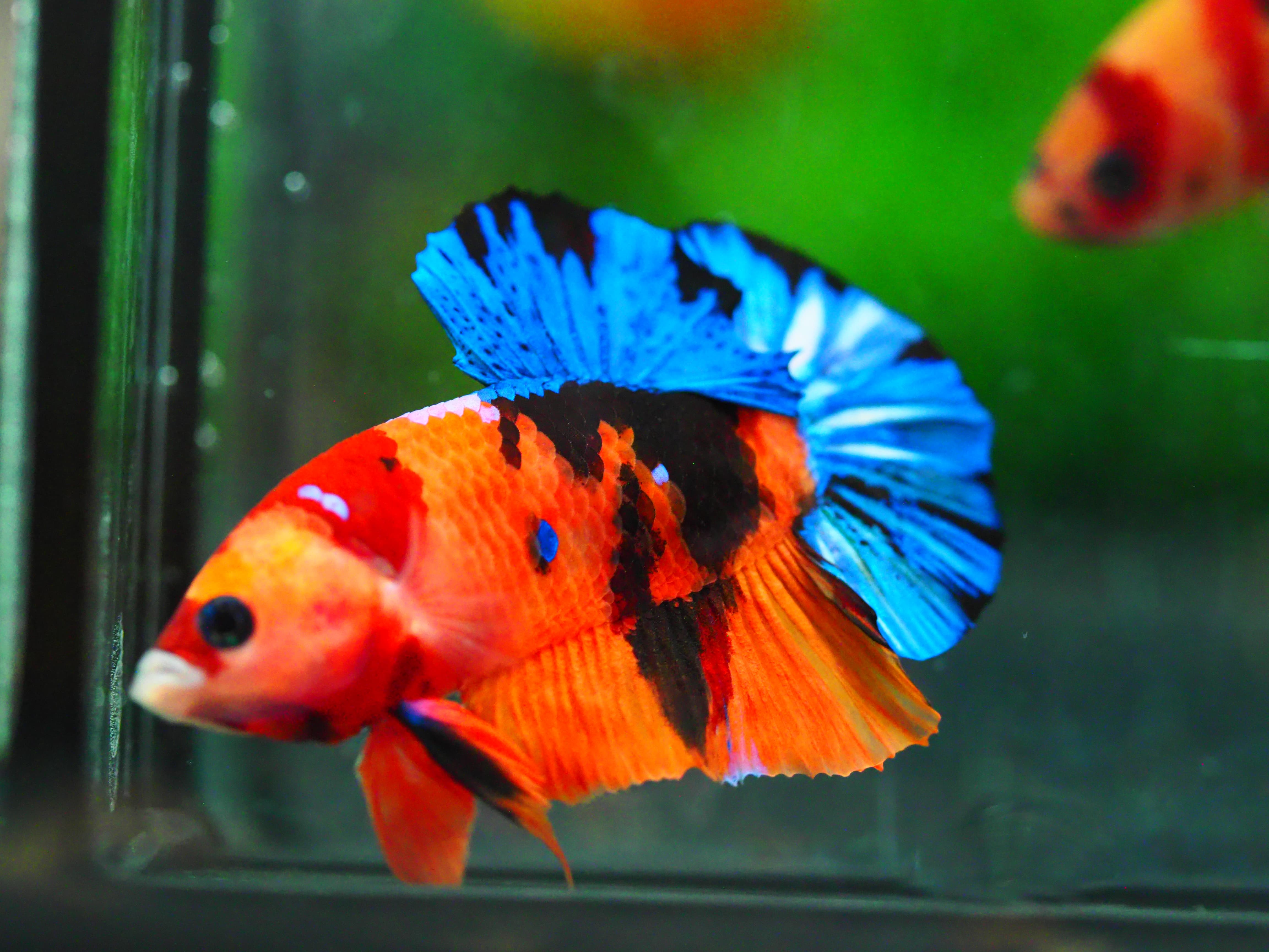 HMPK NEMO GALAXY MALE GRADE A +++