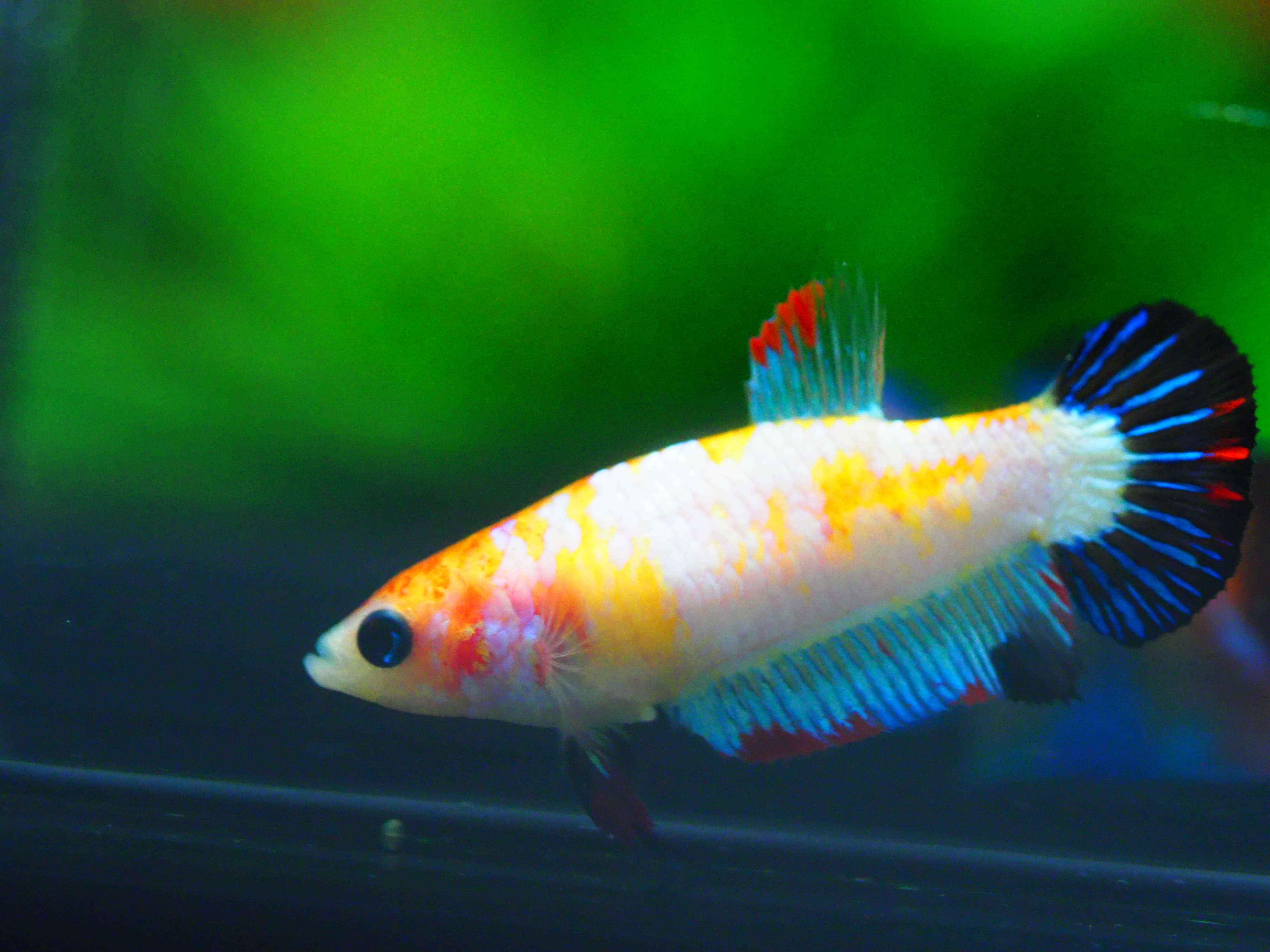 HMPK KOI FANCY FN MALE GRADE A +++
