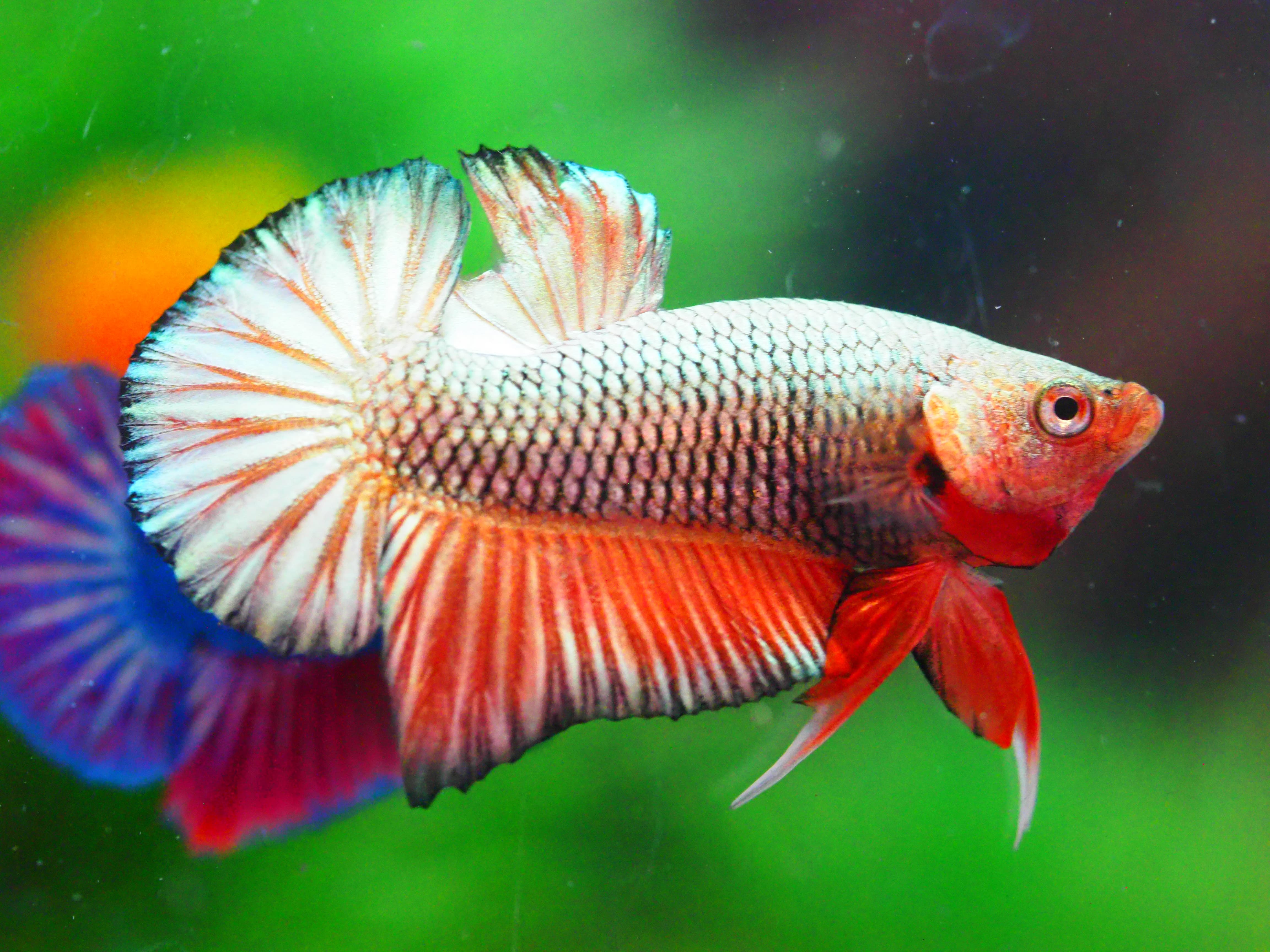 HMPK FANCY MALE GRADE A +++