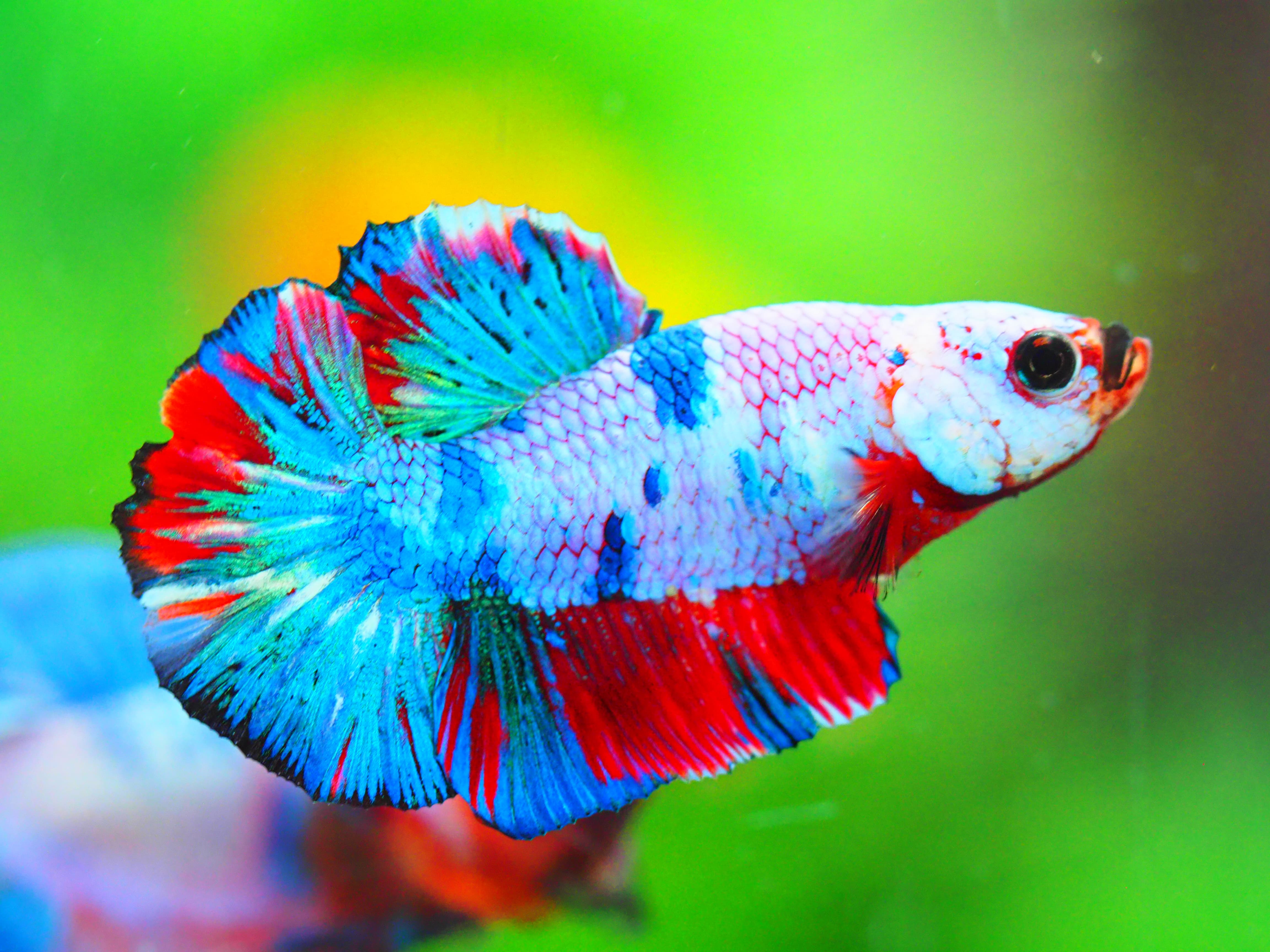 HMPK NEMO GALAXY MALE ไม่มีตะเกียบ