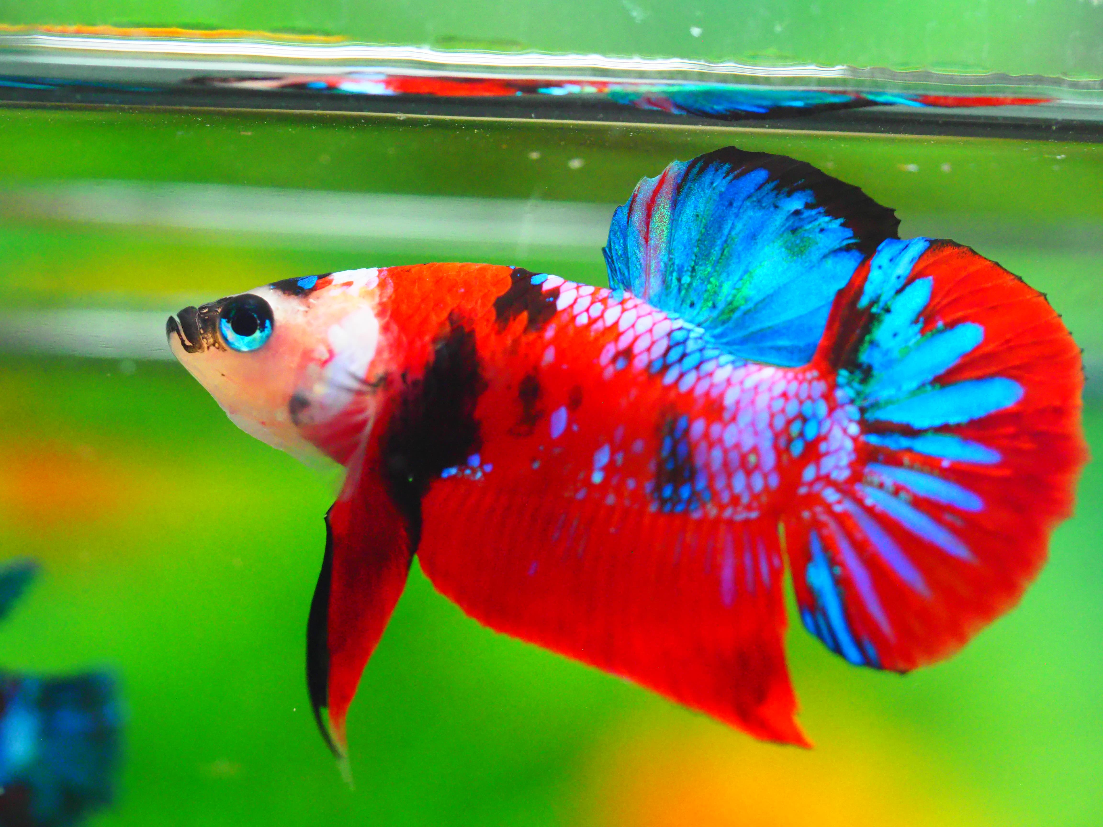 HMPK KOI GALAXY MALE GRADE A +++