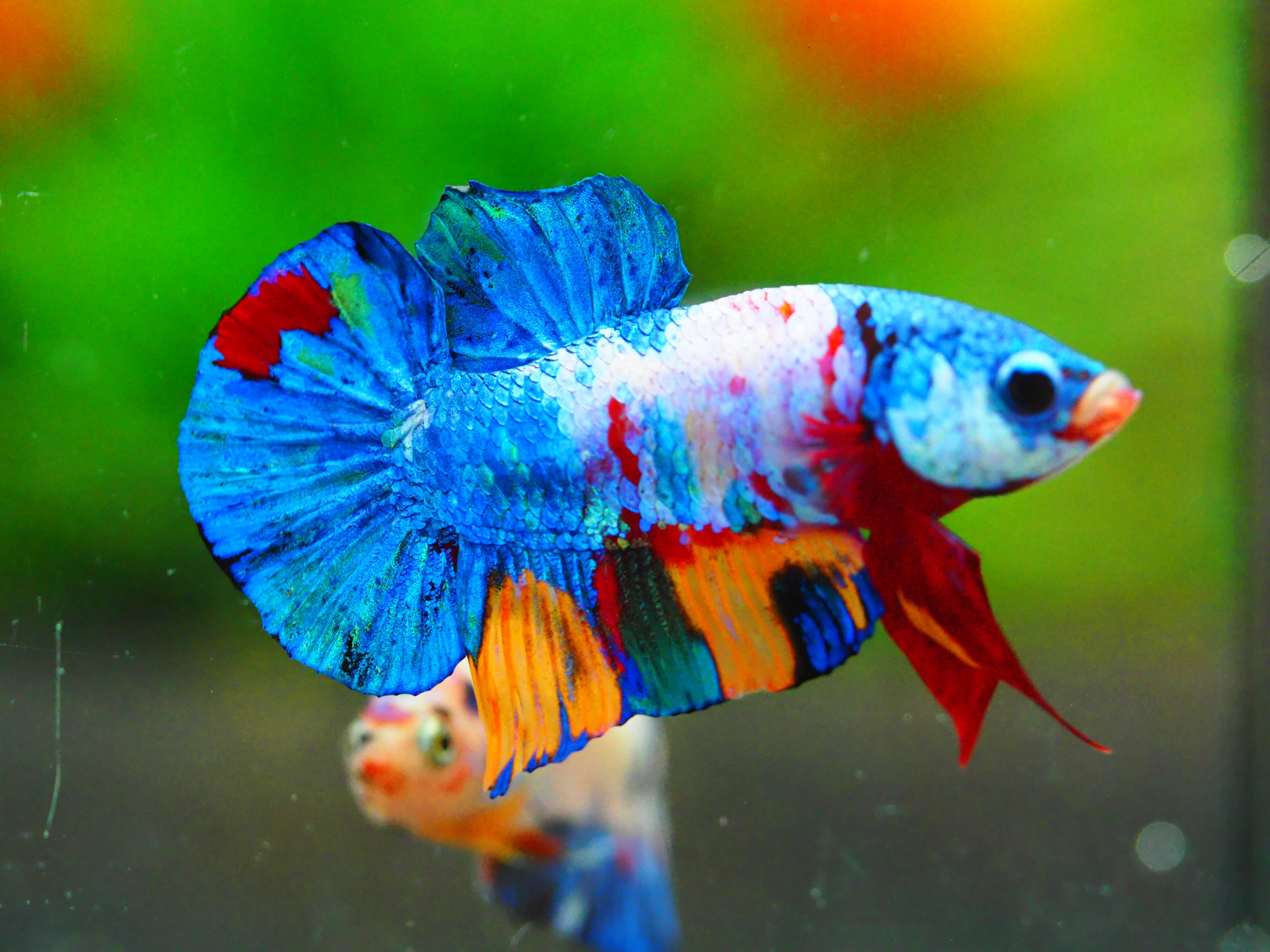 HMPK KOI GALAXY MALE GRADE A +++