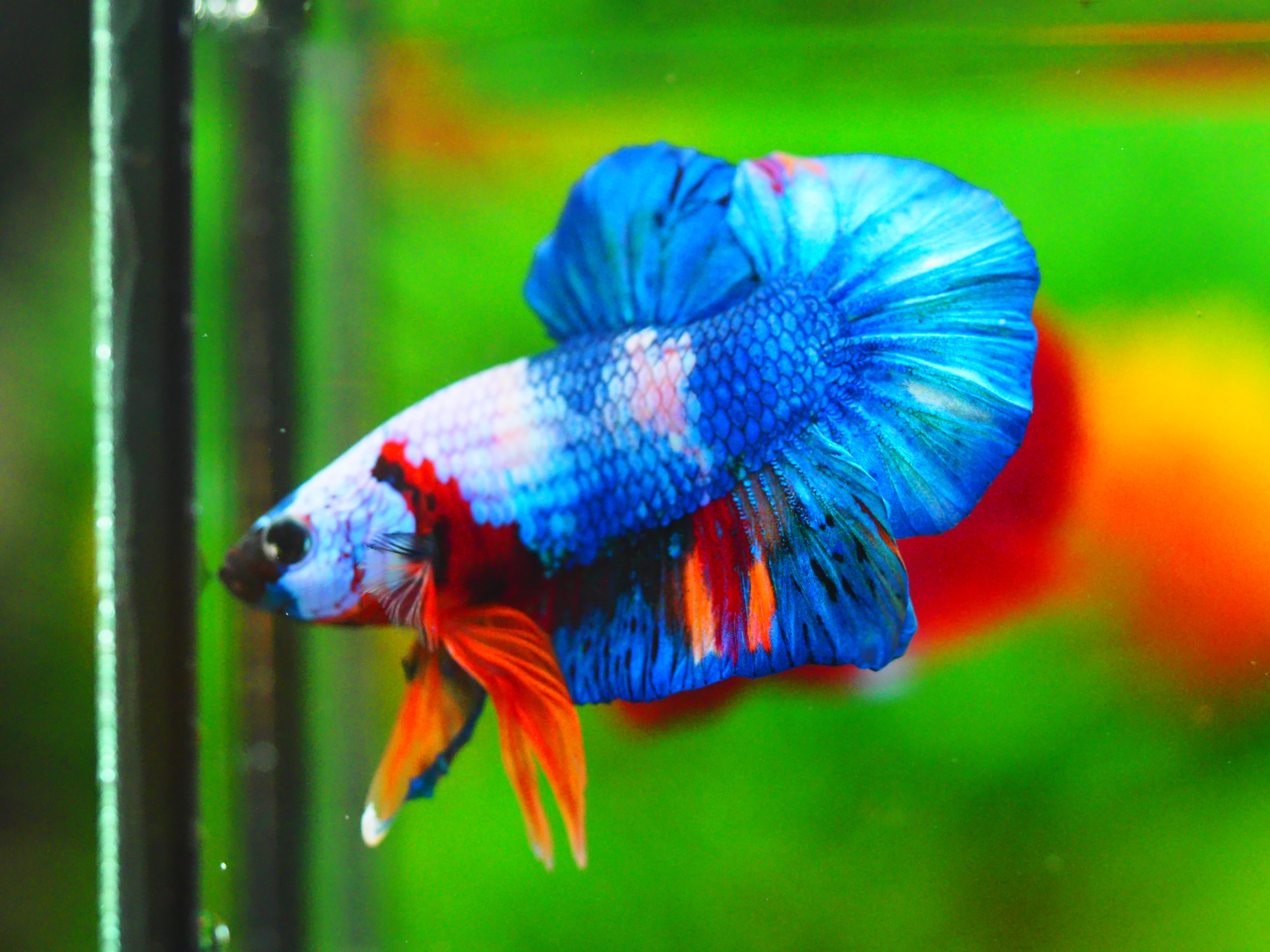 HMPK FANCY MALE GRADE A +++ ปลาเด็ก