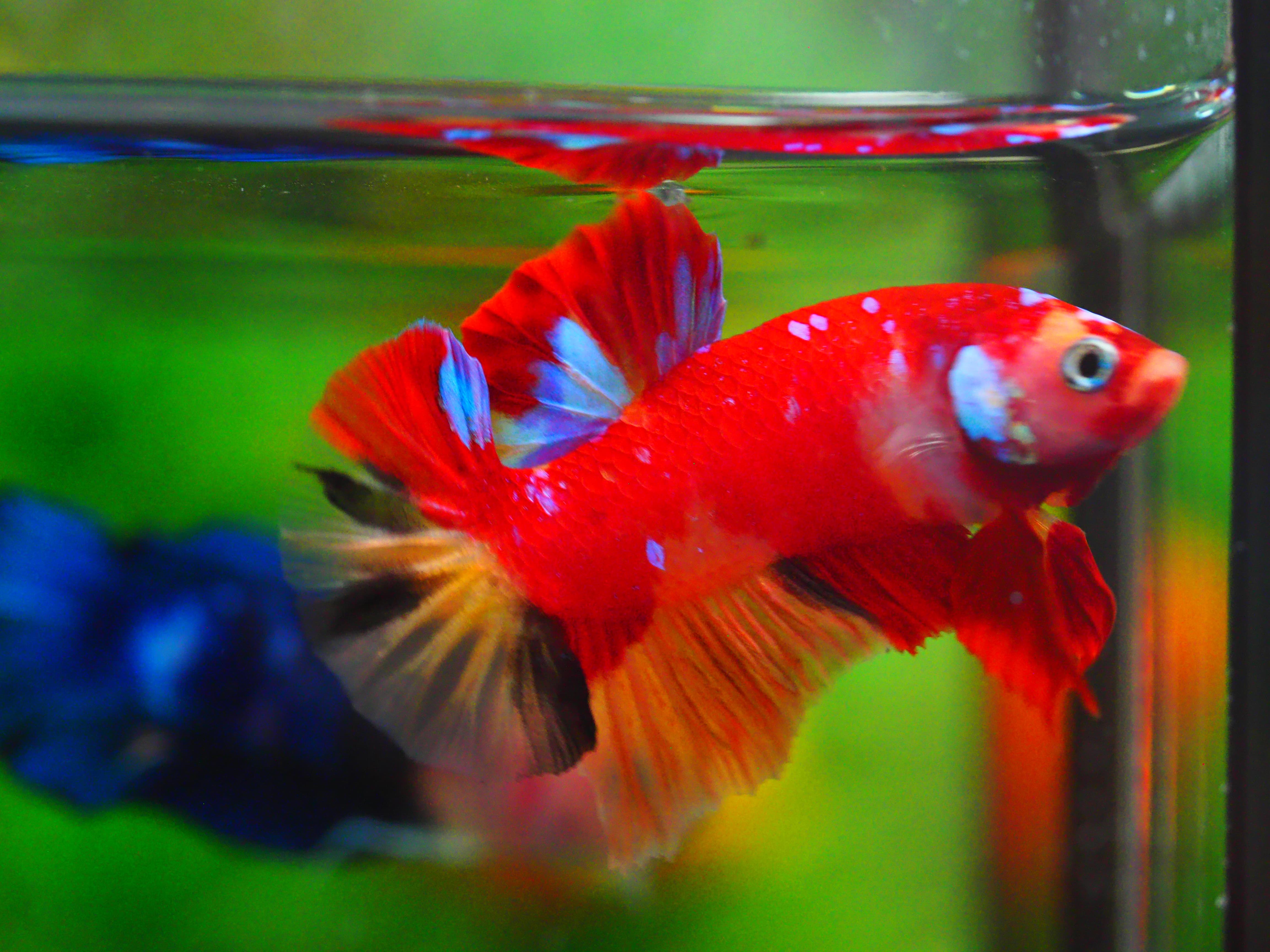 HMPK NEMO GALAXY MALE GRADE A +++