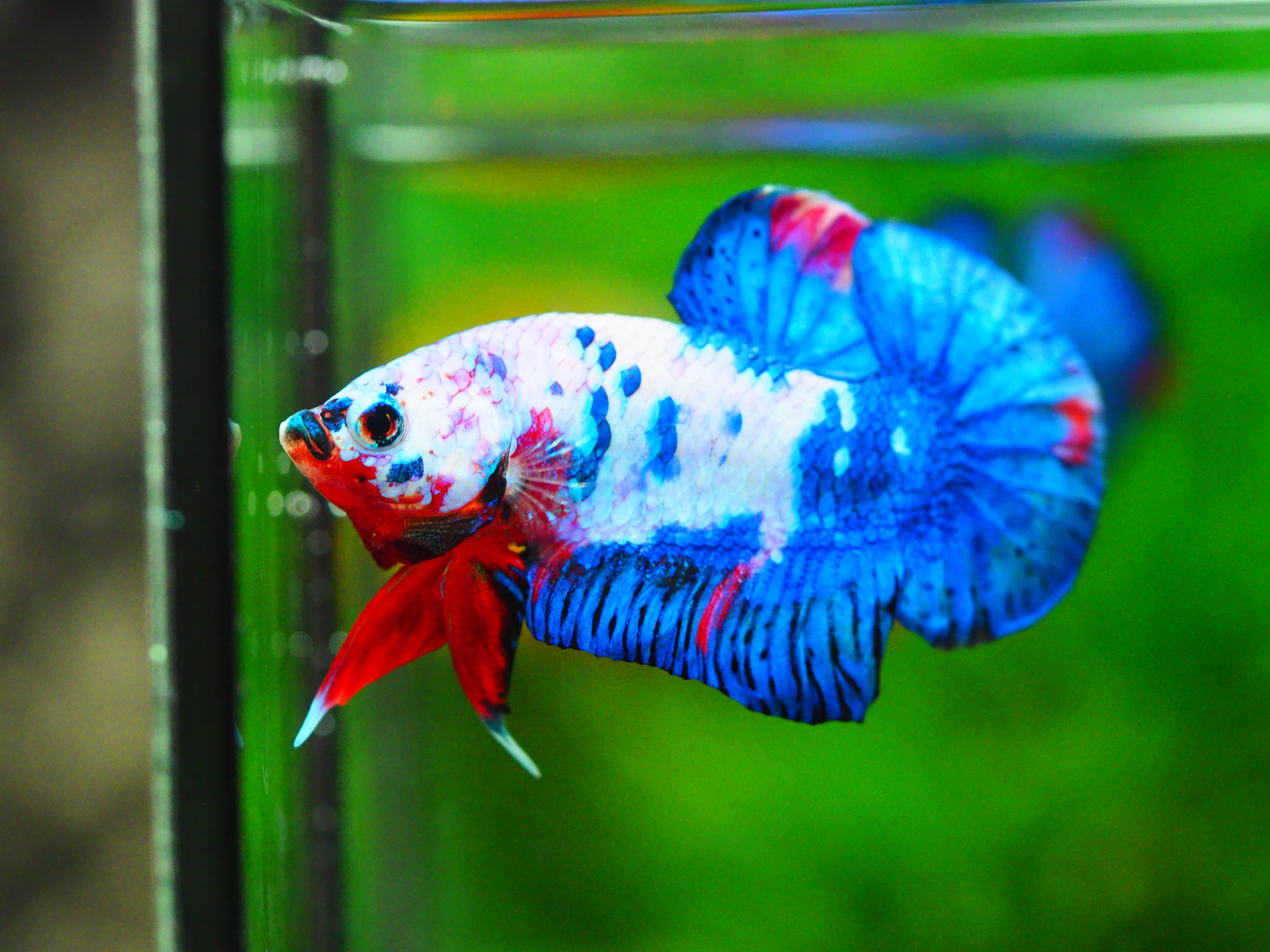 HMPK KOI GALAXY MALE GRADE A +++