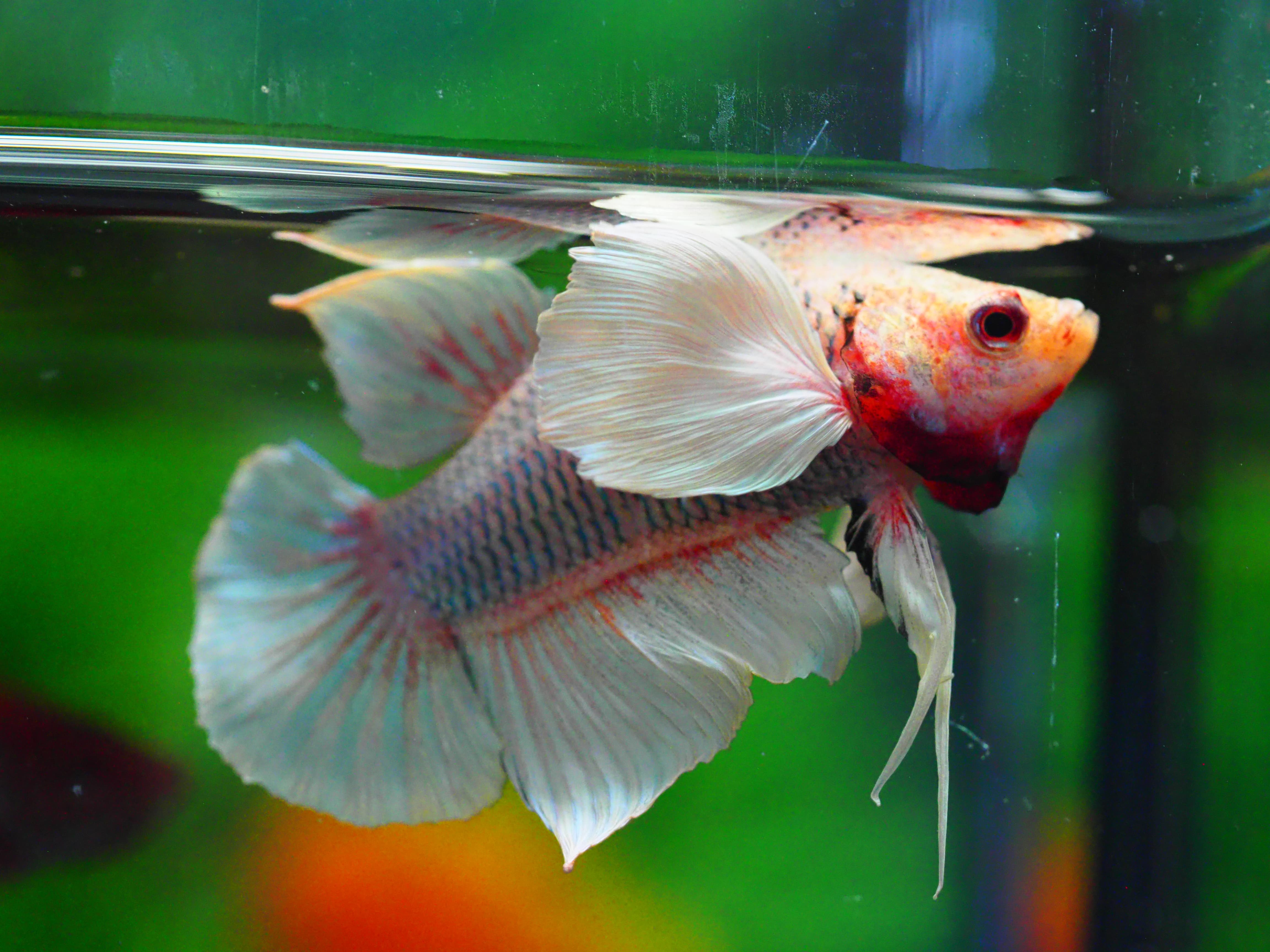 HMPK DUMBO MALE GRADE C +++