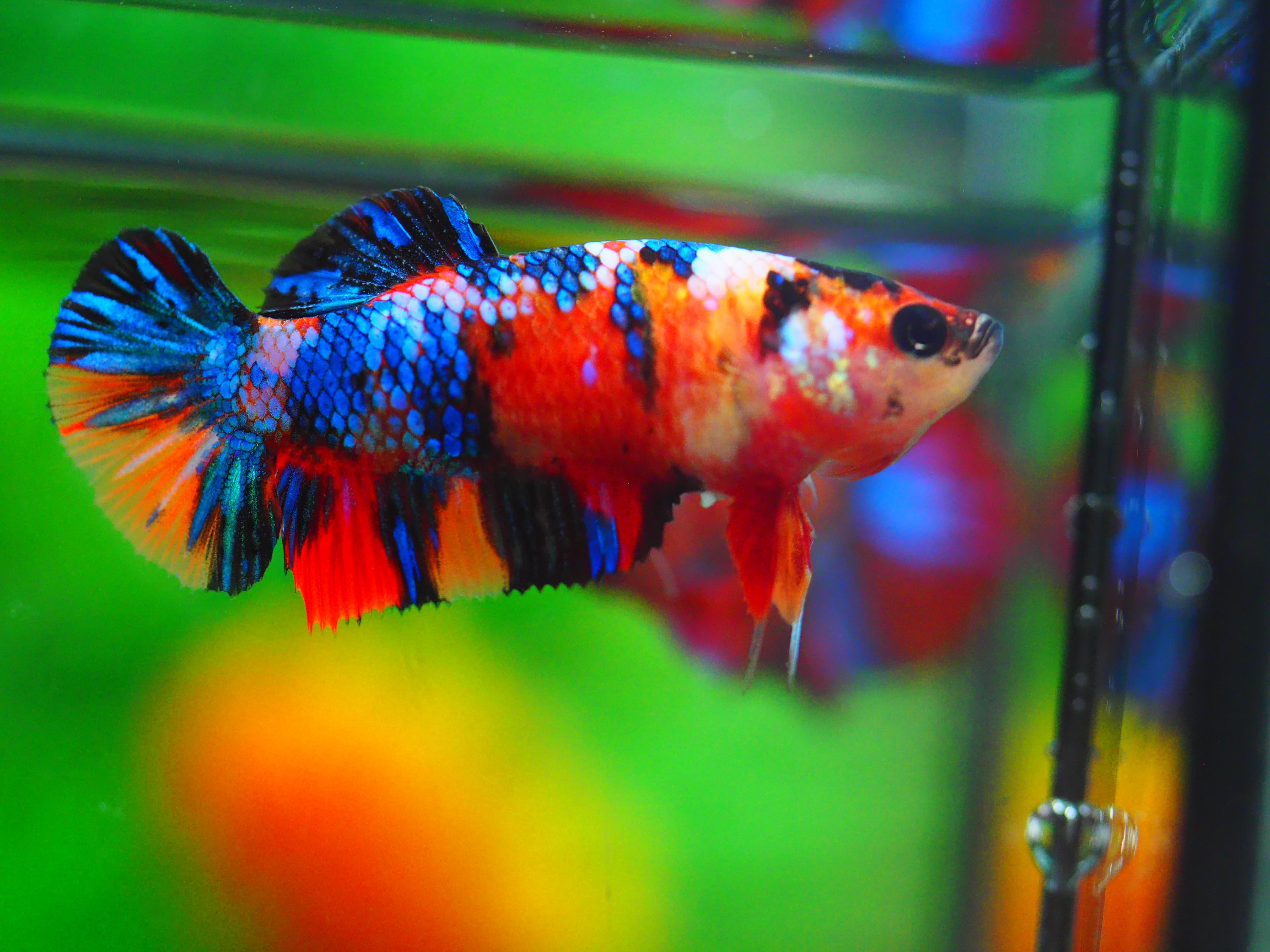 HMPK KOI GLAXY GRADE A++ FEMALE
